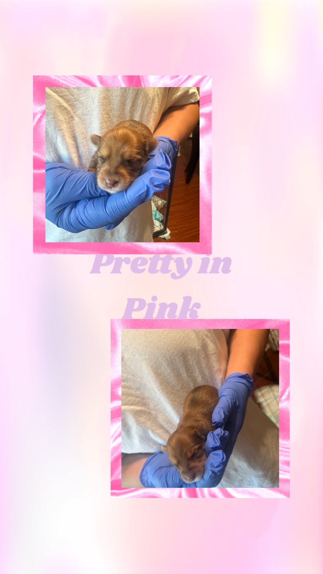 Morkie Puppies image 3