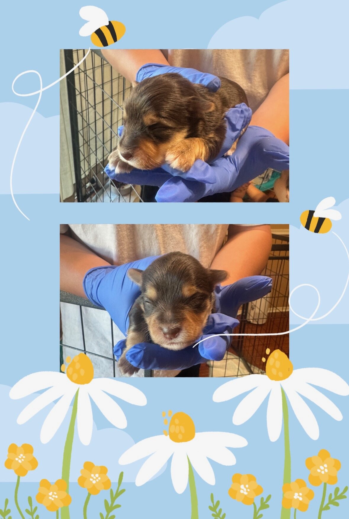 Morkie Puppies image 4