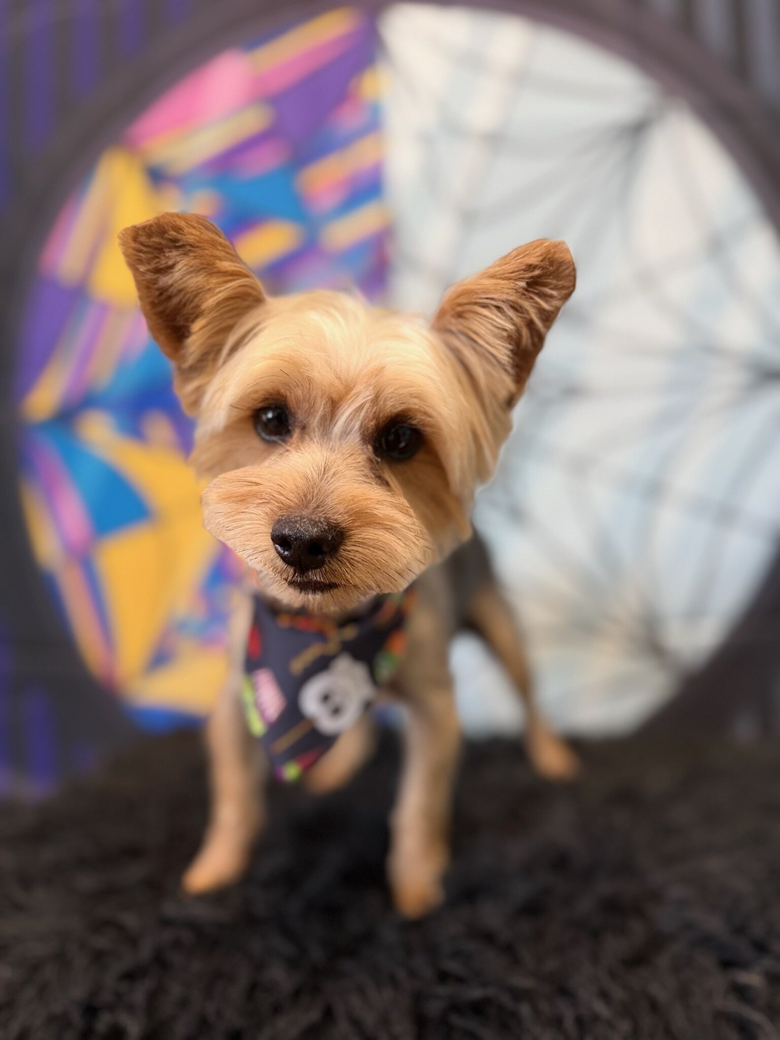 Morkie Puppies image 6