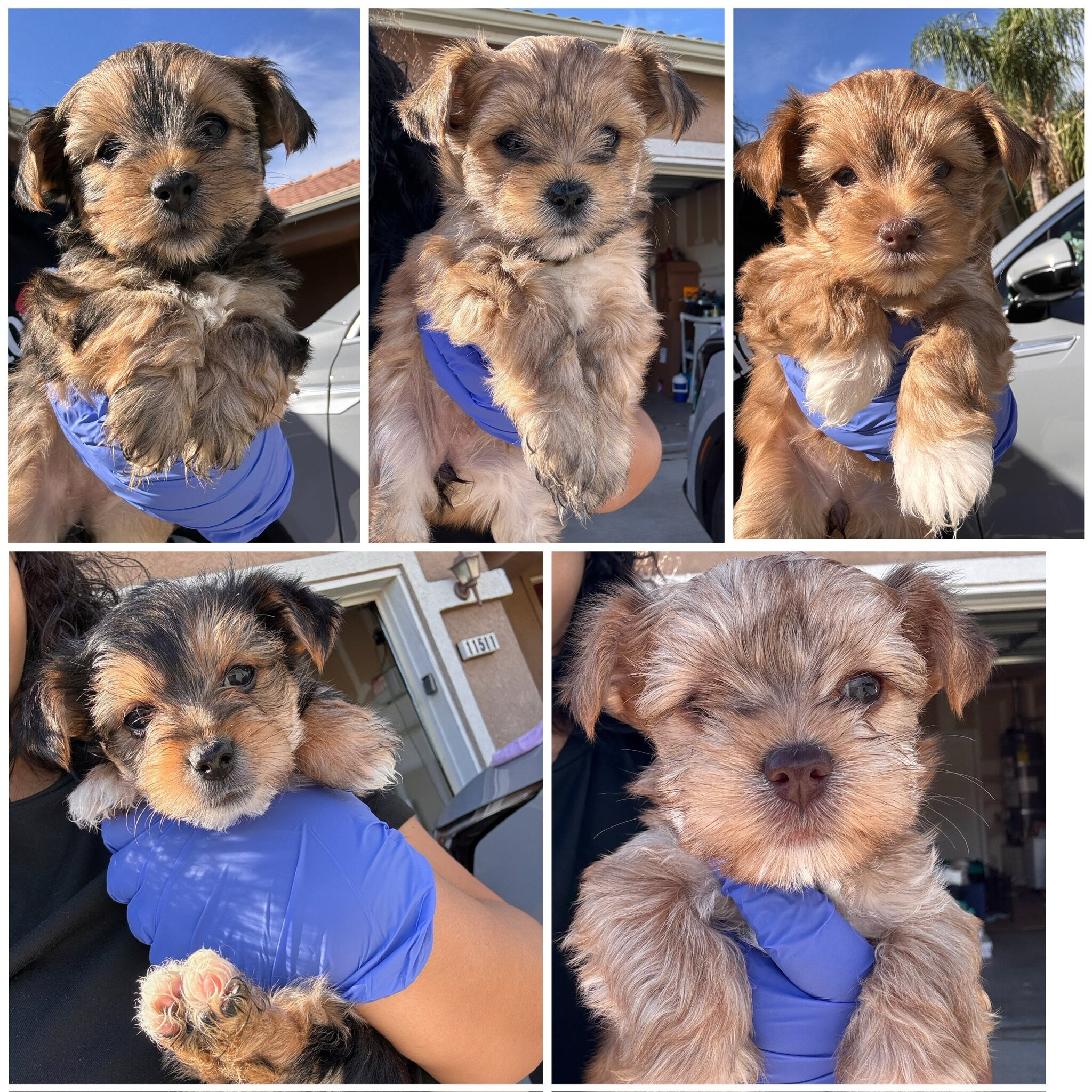 Morkie Puppies image 9