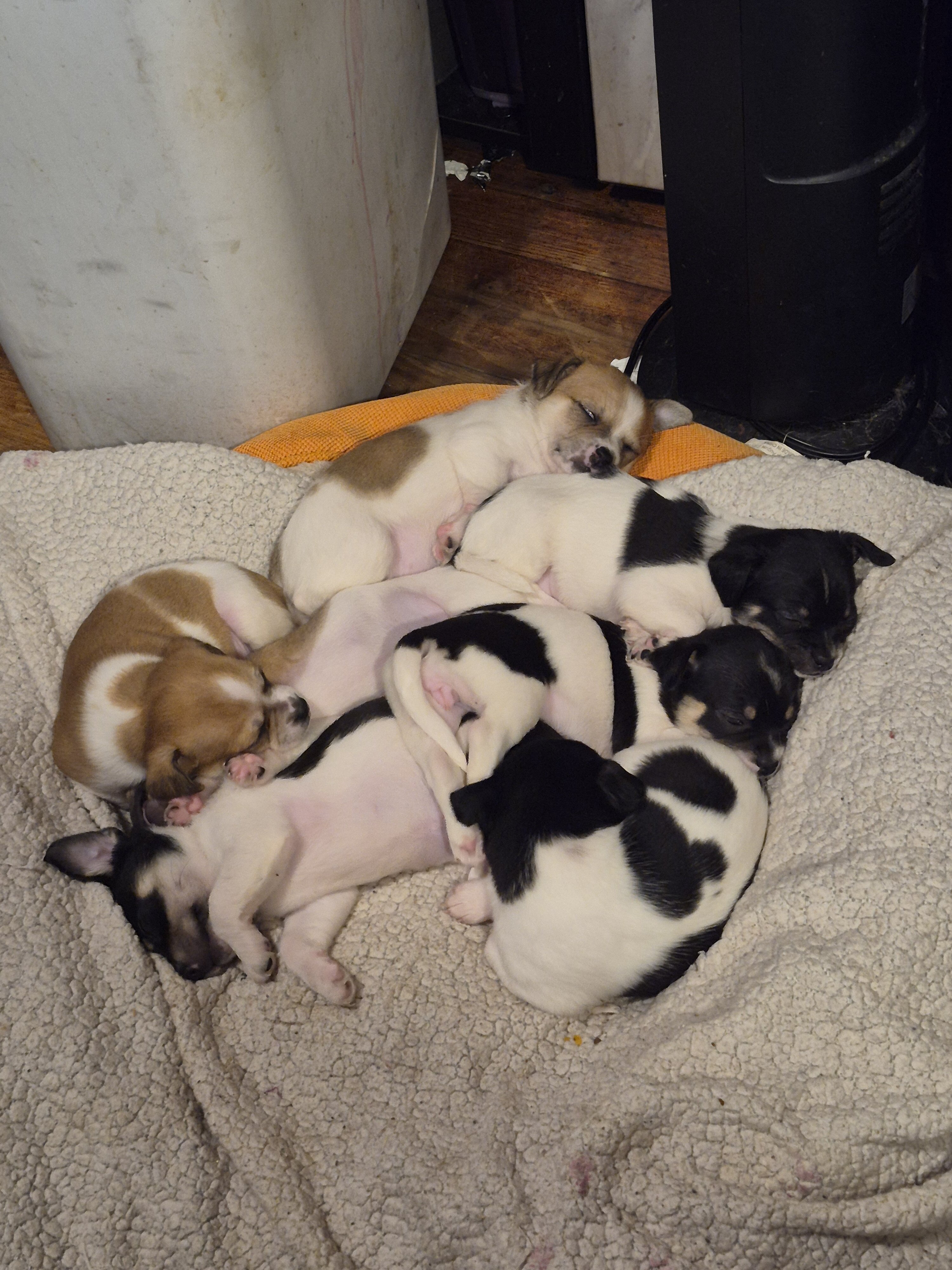Chihuahua image 7
