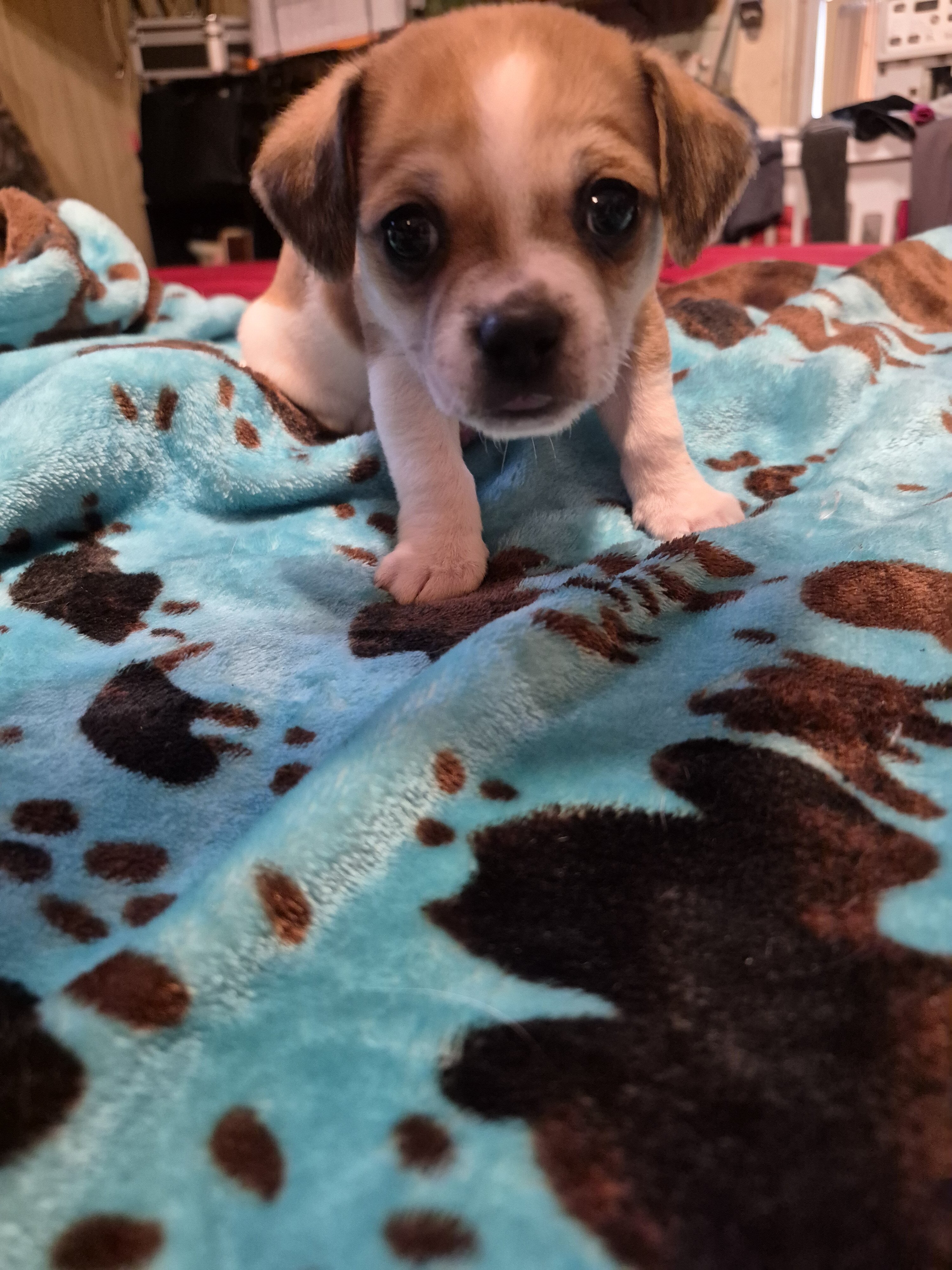 Chihuahua image 3