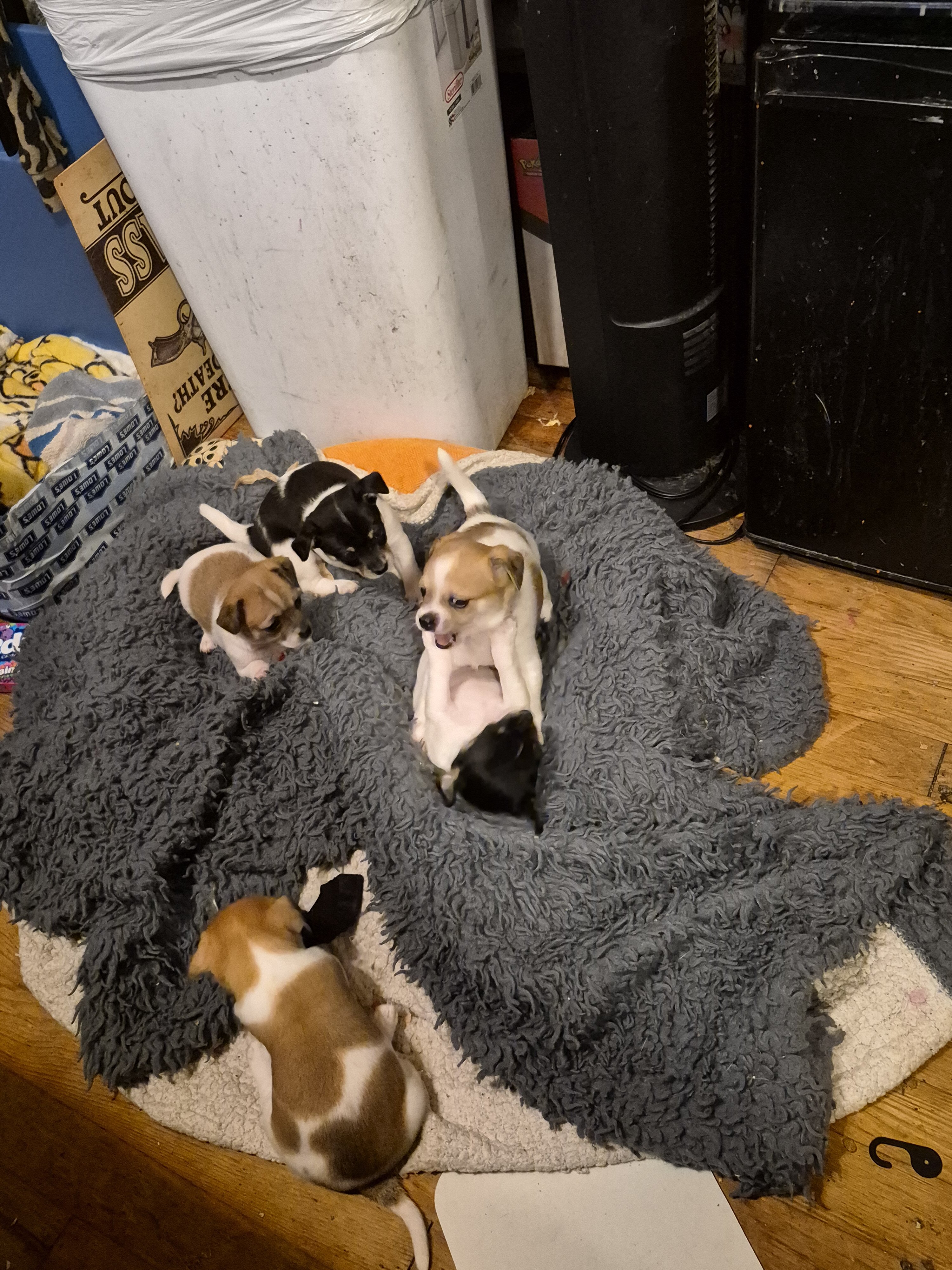 Chihuahua image 2