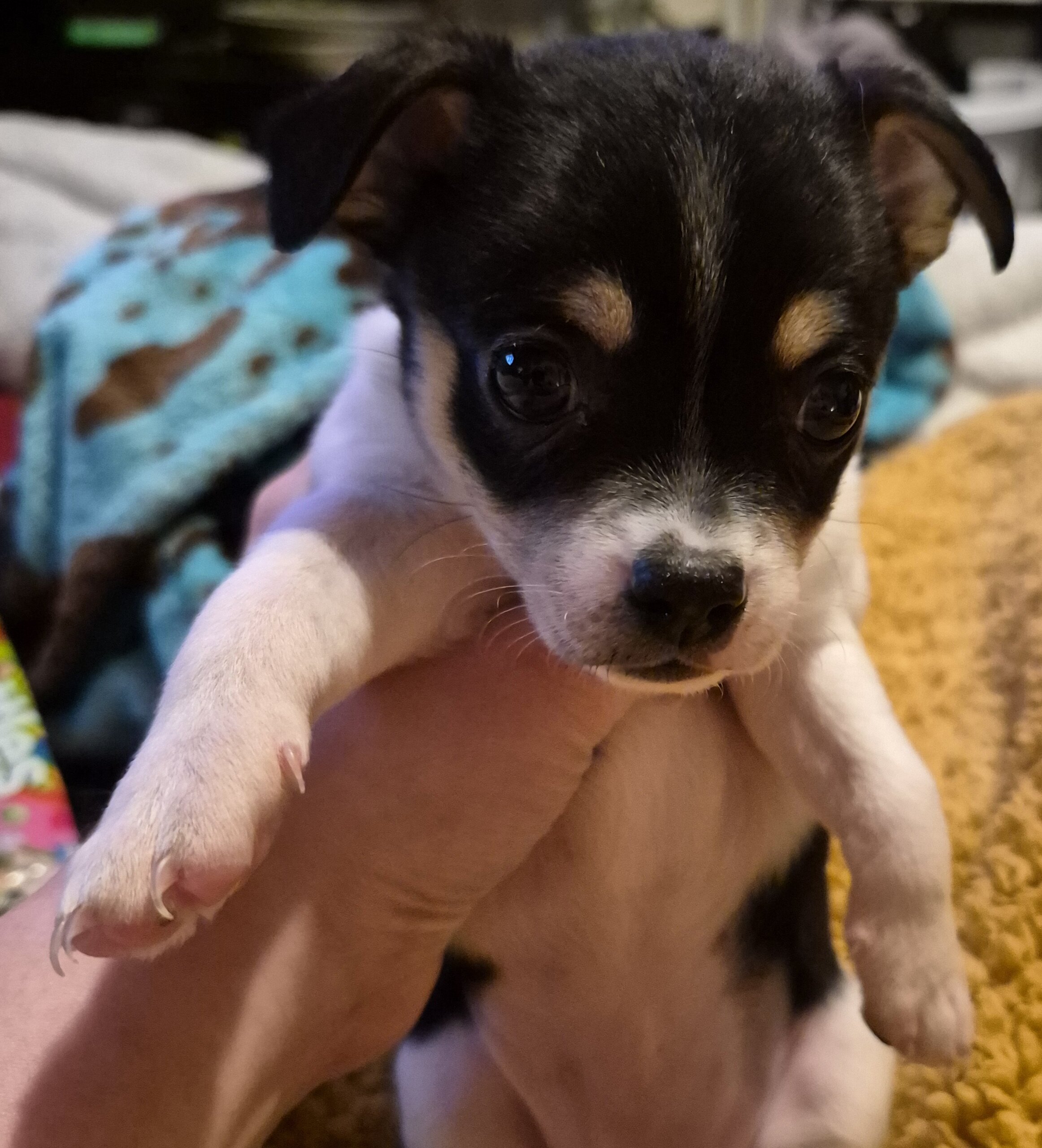 Chihuahua image 1