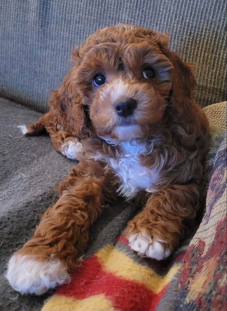 Cute Cavapoo Puppies Available image 1