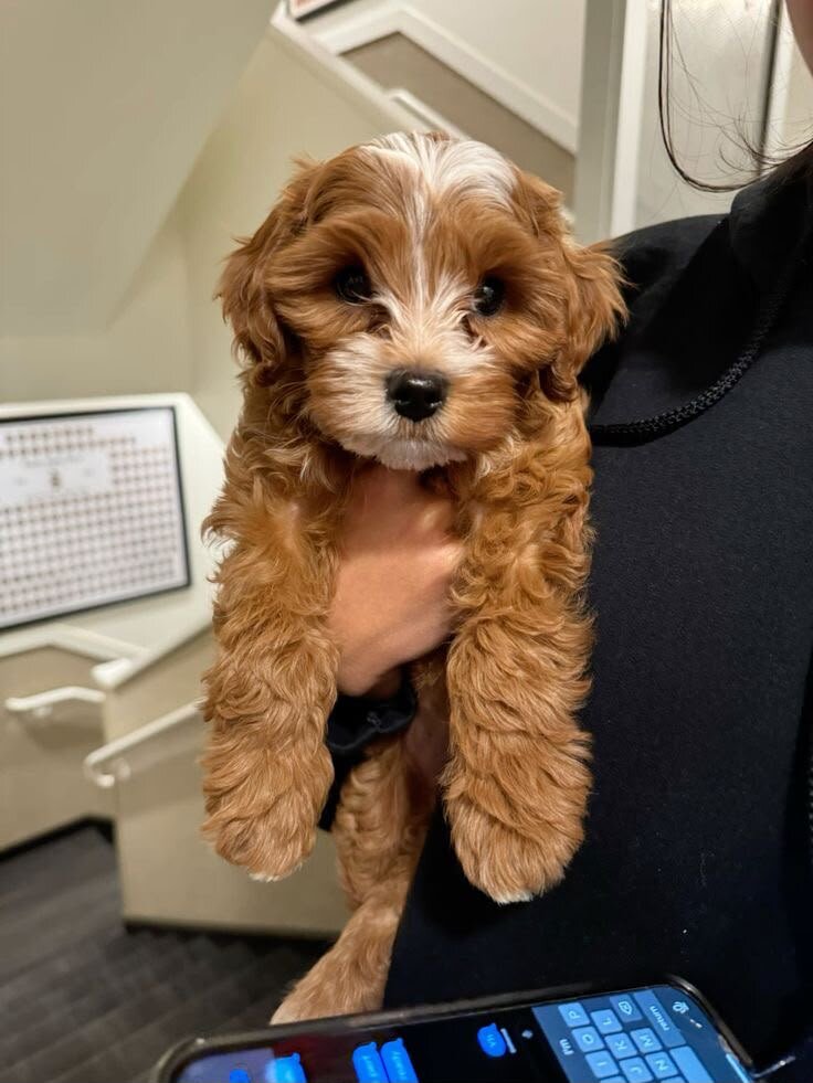 Cavapoo puppies Ready image 1