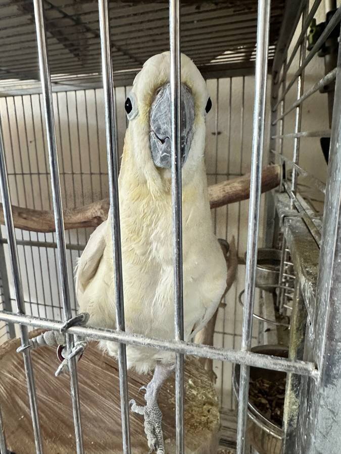 Citron Cockatoo image 1