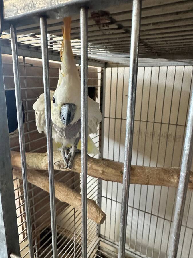 Citron Cockatoo image 2