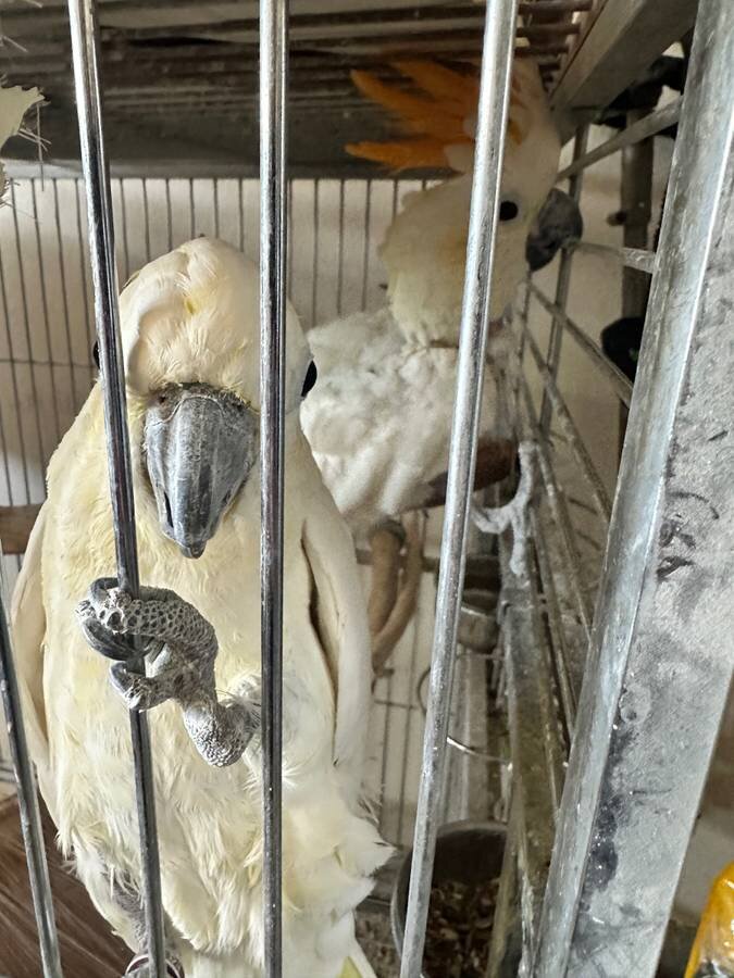 Citron Cockatoo image 3