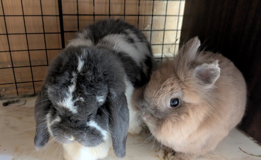 Bonded pair of Rabbits image 1