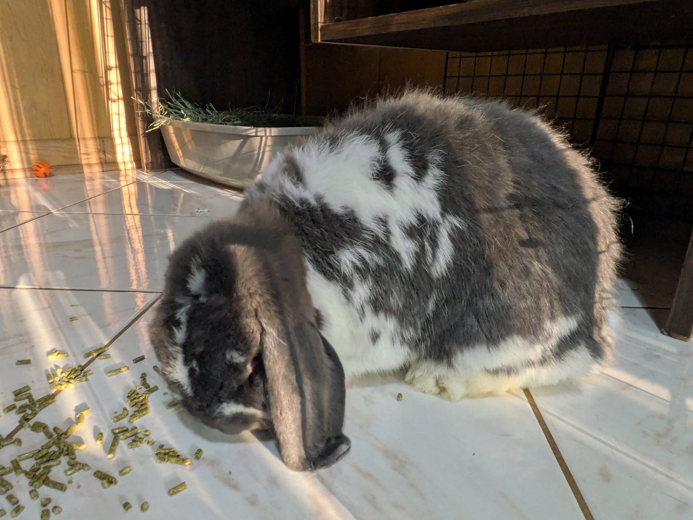 Bonded pair of Rabbits image 3