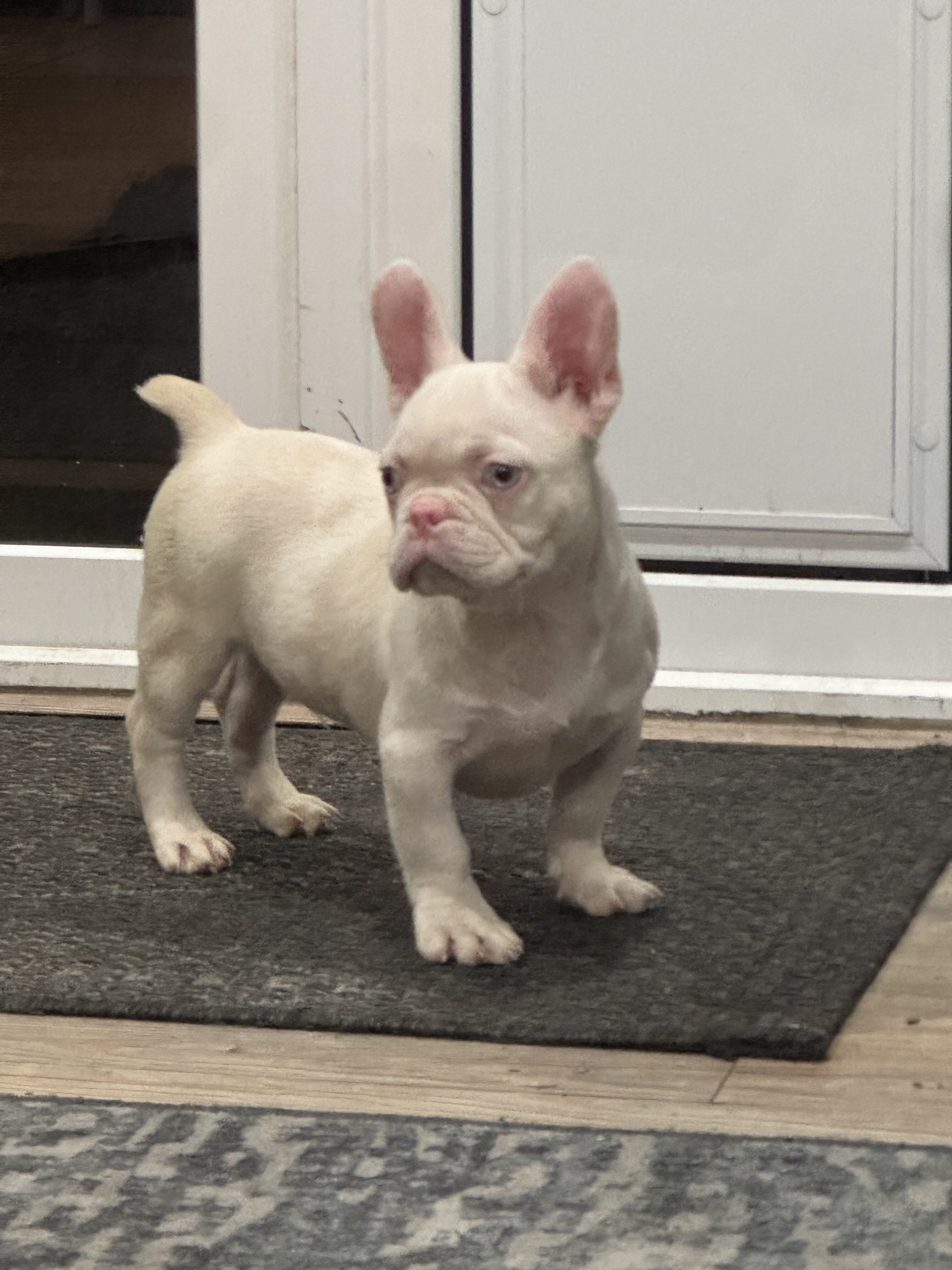 French Bulldog Puppies PINKS,Facetime to meet image 6