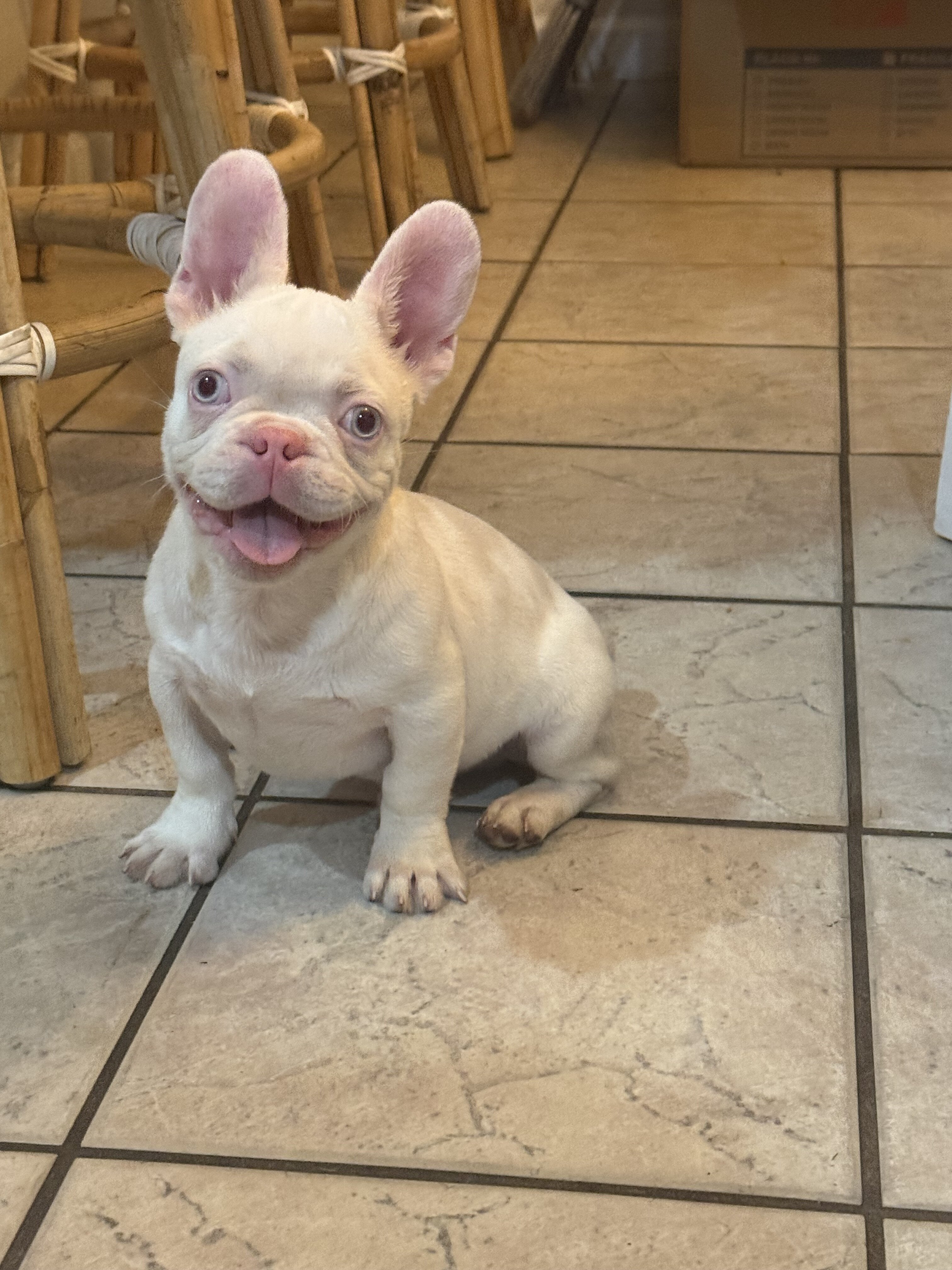 French Bulldog Puppies PINKS,Facetime to meet image 5