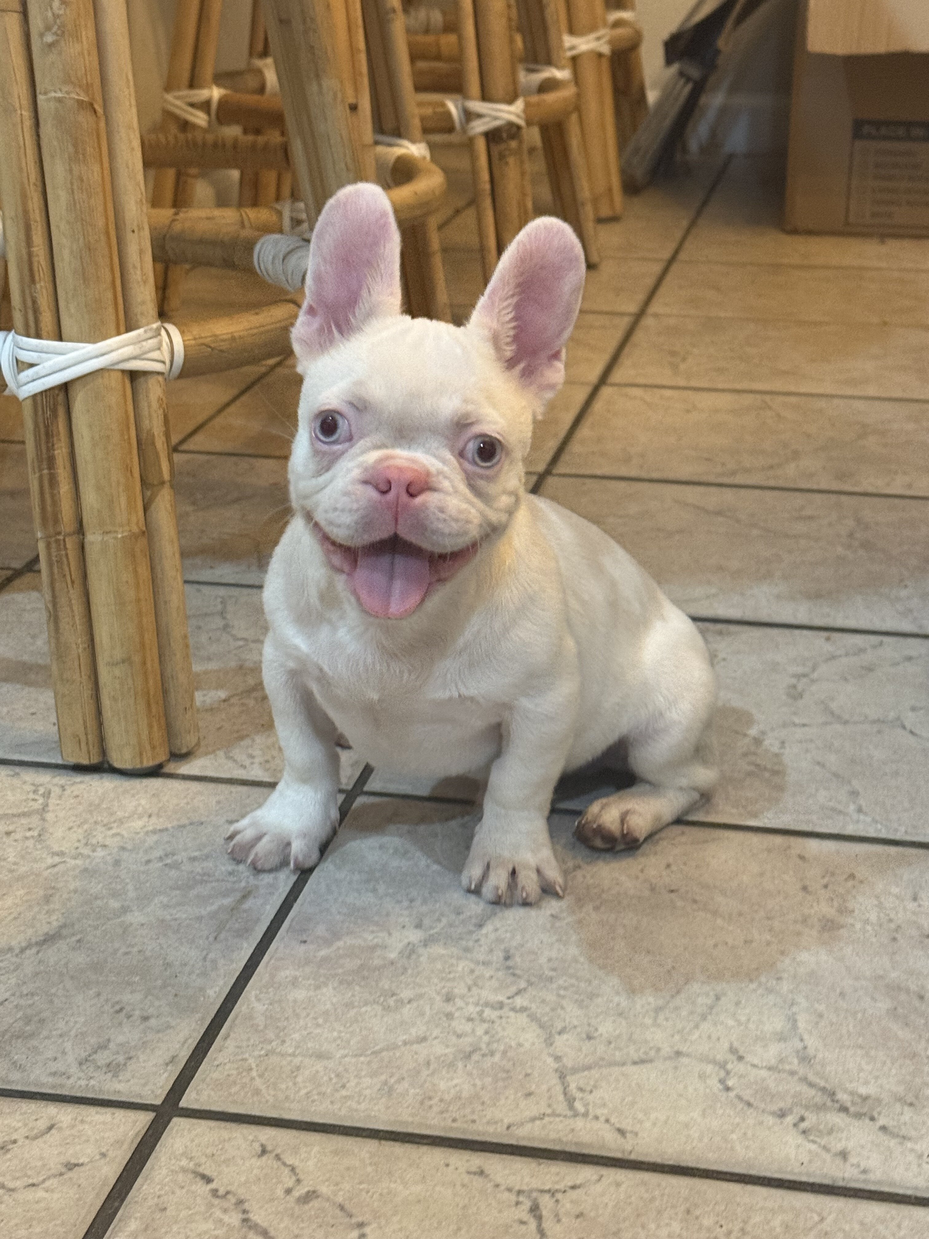 French Bulldog Puppies PINKS,Facetime to meet image 4