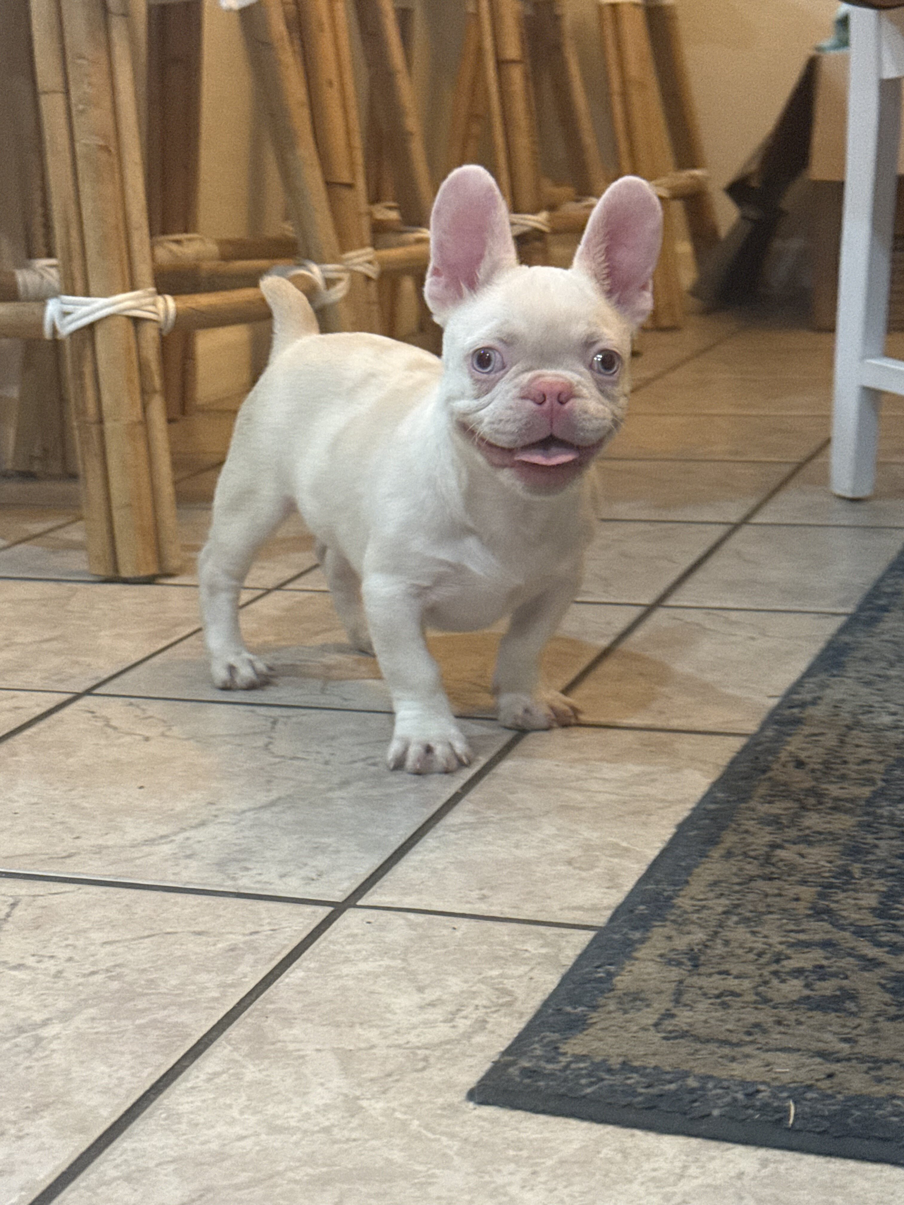 French Bulldog Puppies PINKS,Facetime to meet image 3