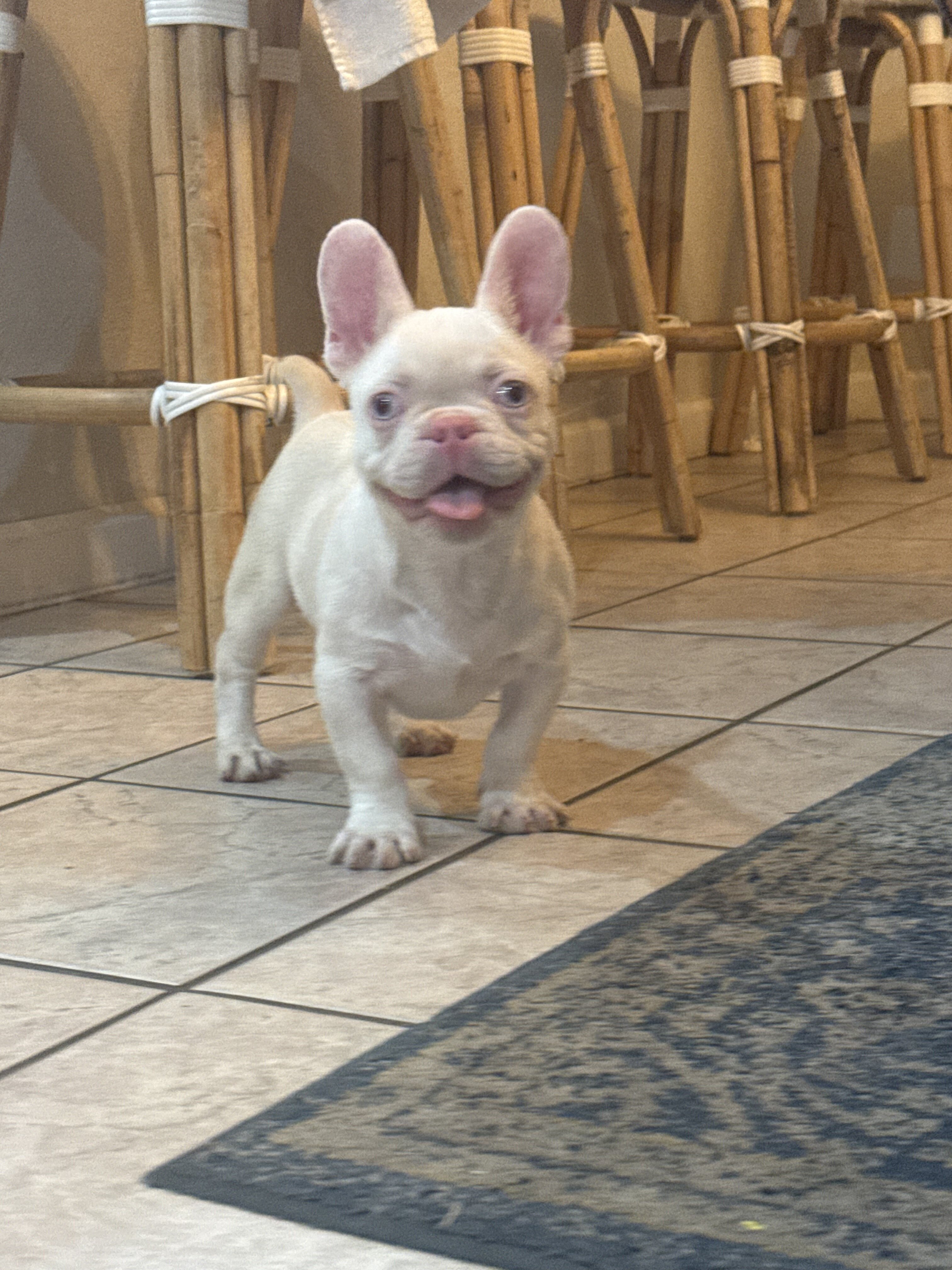 French Bulldog Puppies PINKS,Facetime to meet image 2