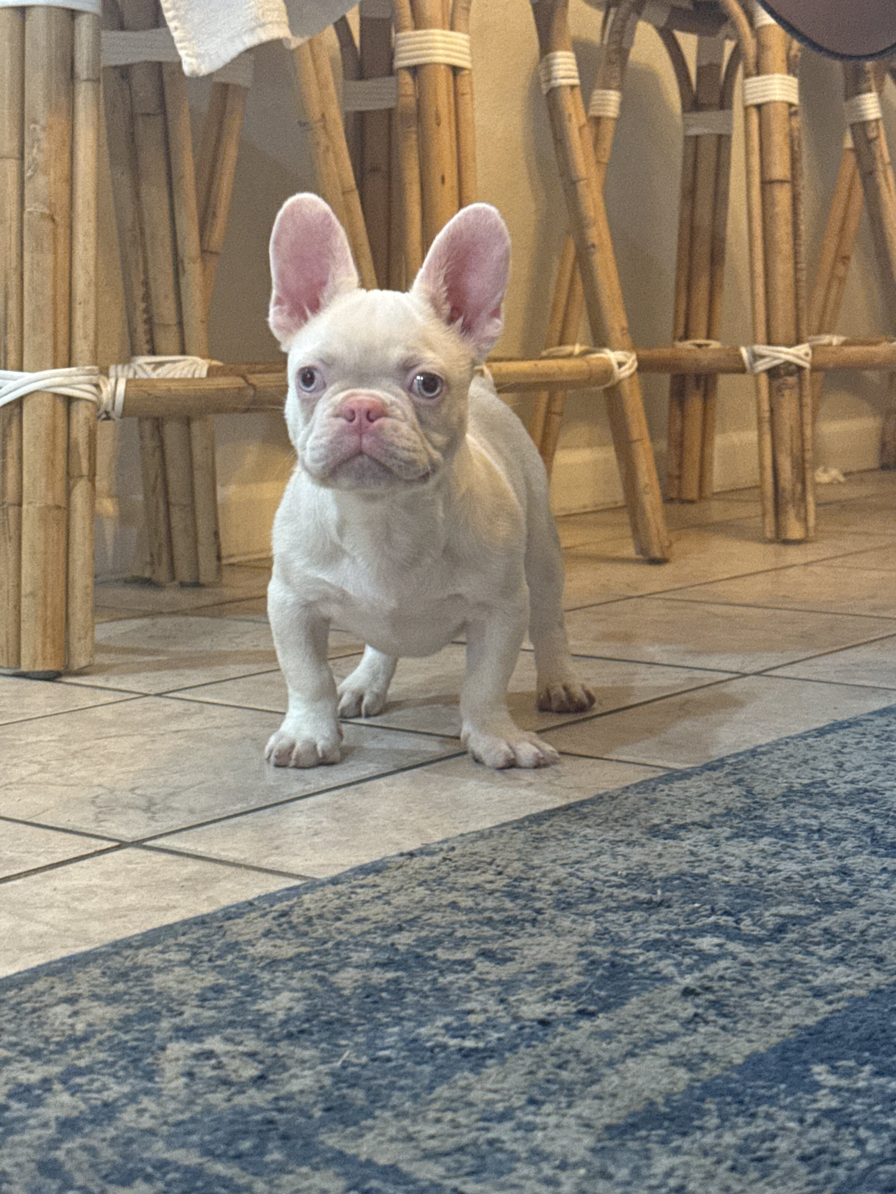 French Bulldog Puppies PINKS,Facetime to meet image 1