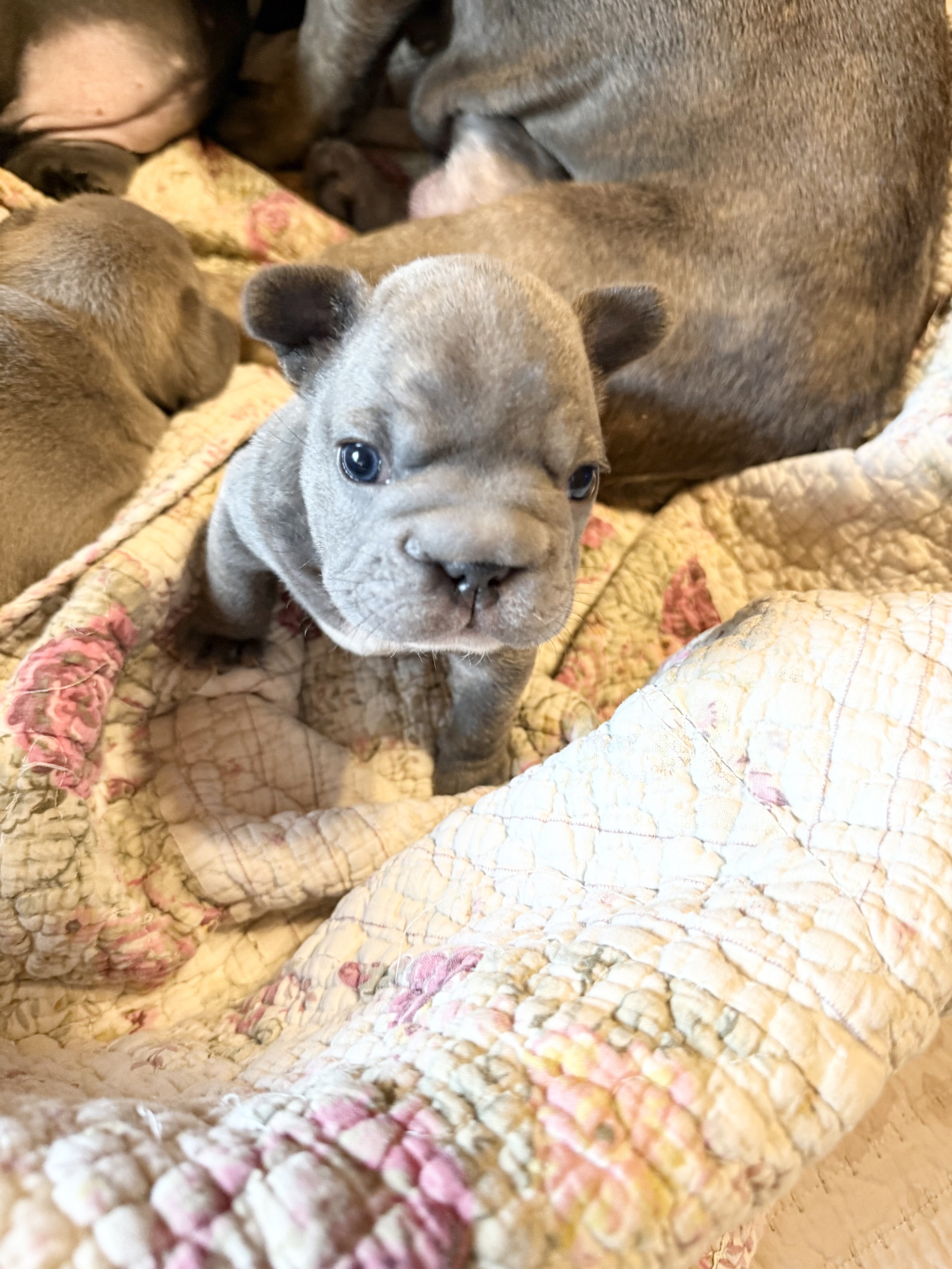 French Bulldog Big Rope image 7