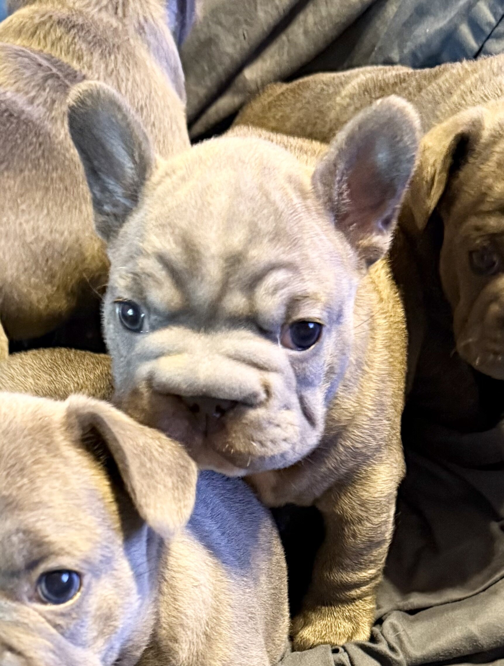 French Bulldog Big Rope image 5