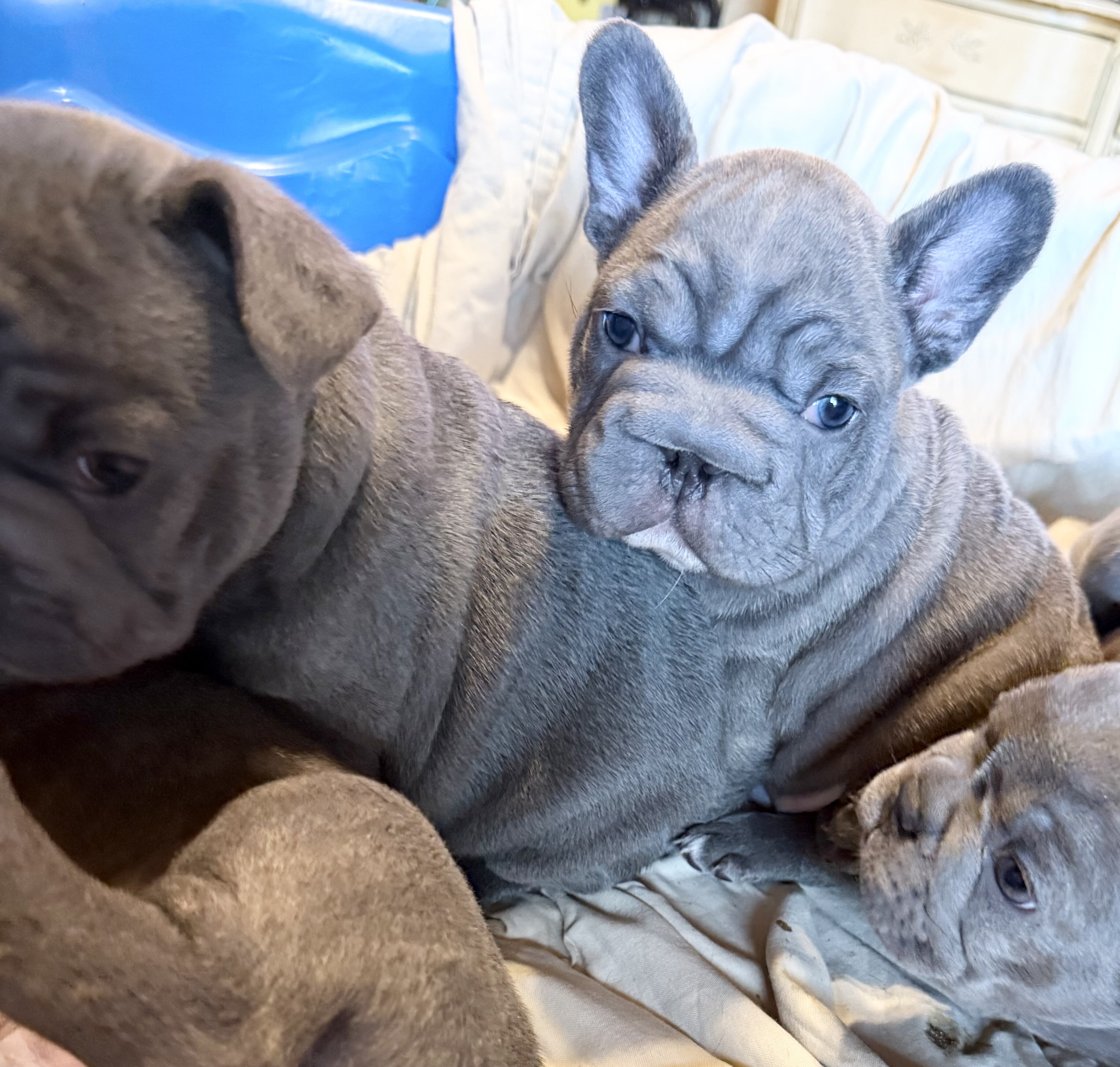 French Bulldog Big Rope image 6