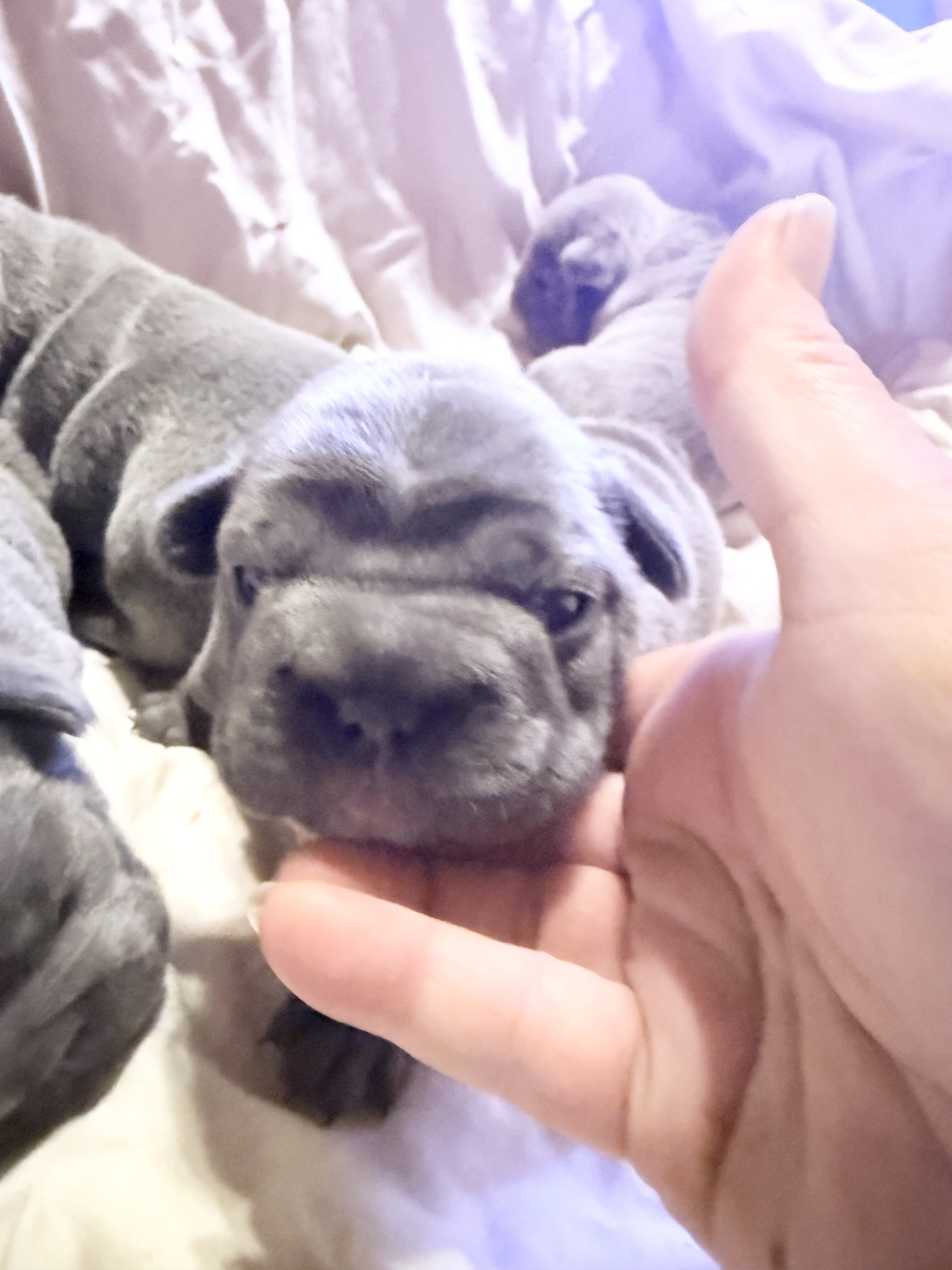 French Bulldog BigRope image 9