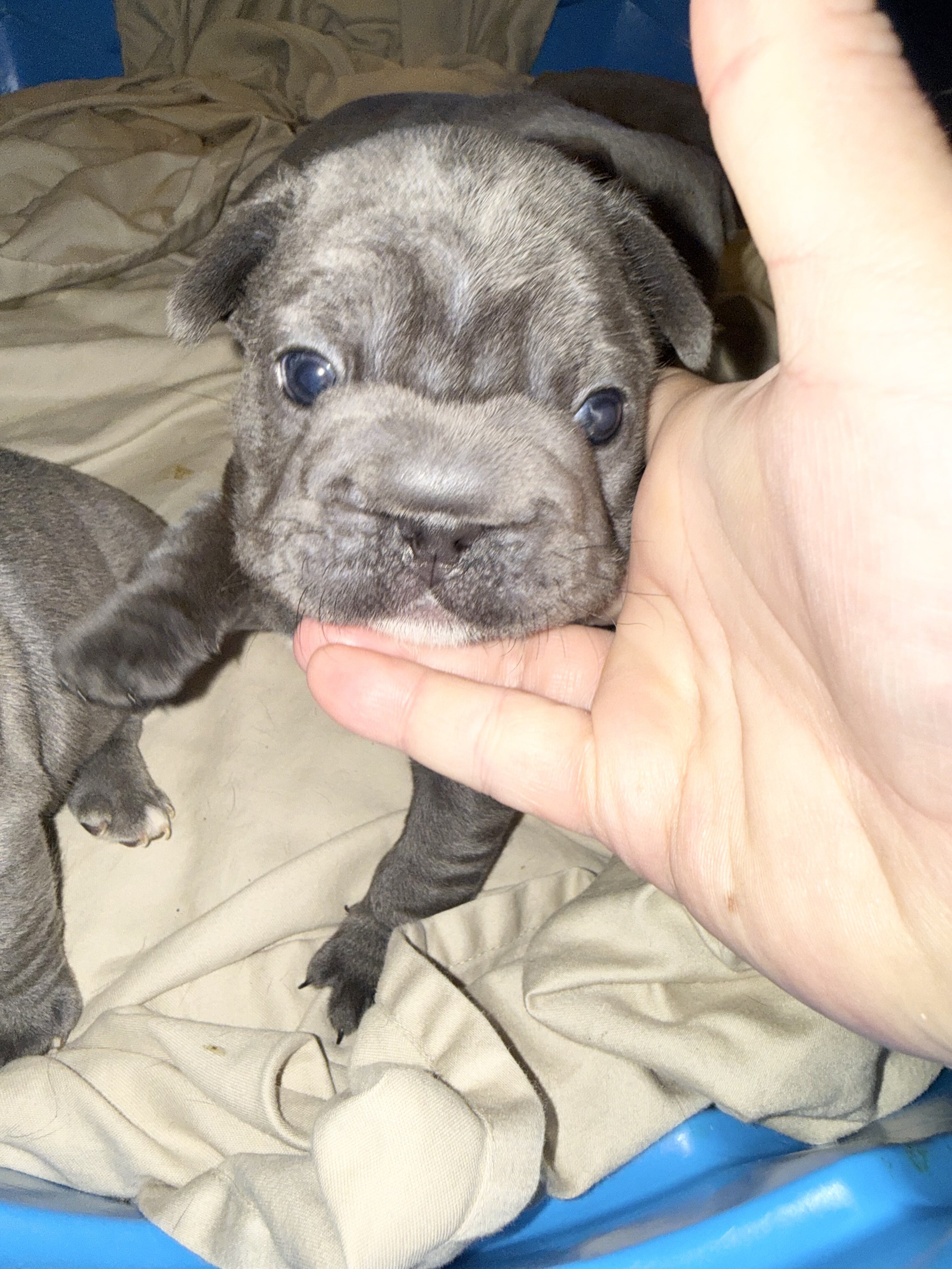 French Bulldog BigRope image 5