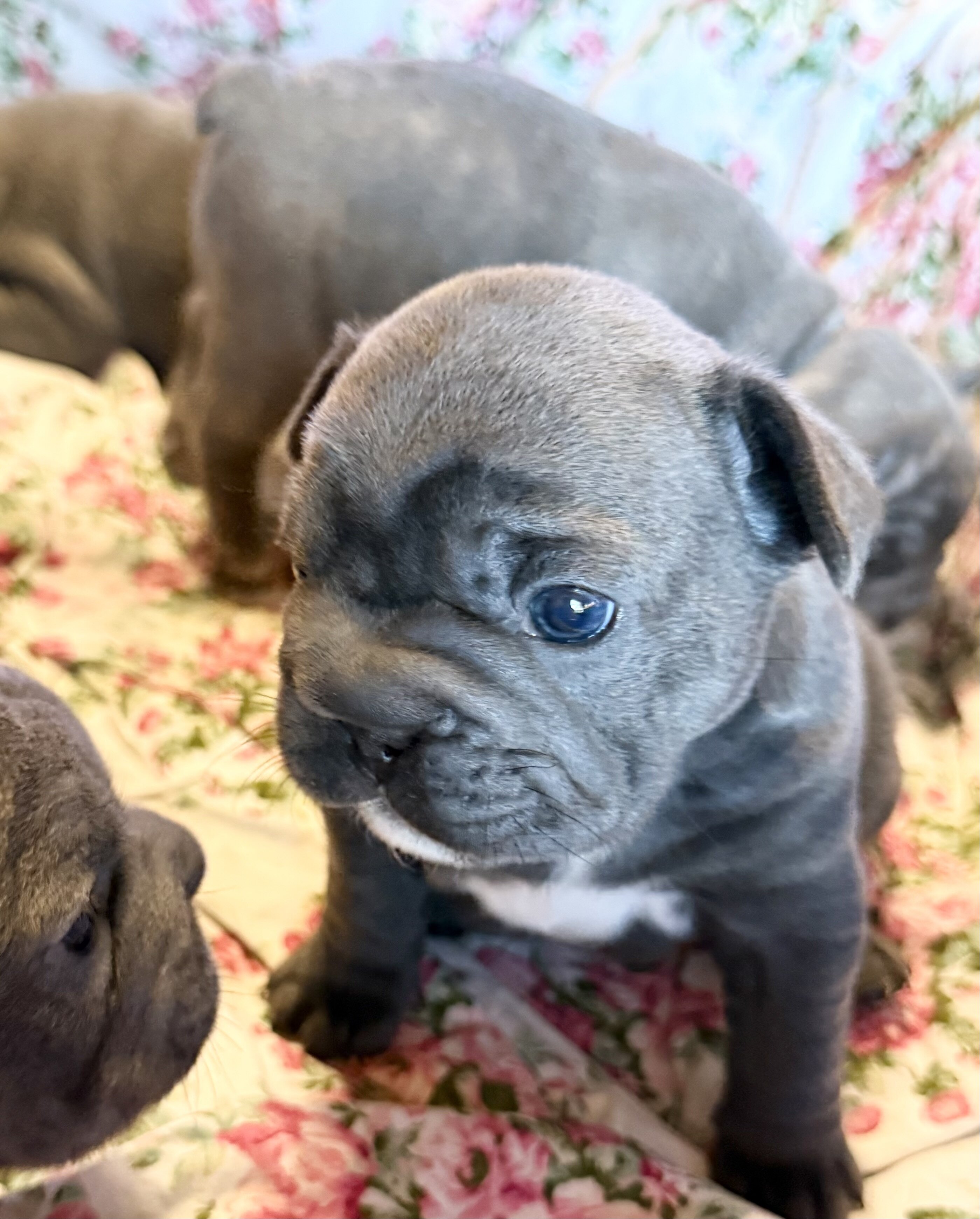 French Bulldog BigRope image 8