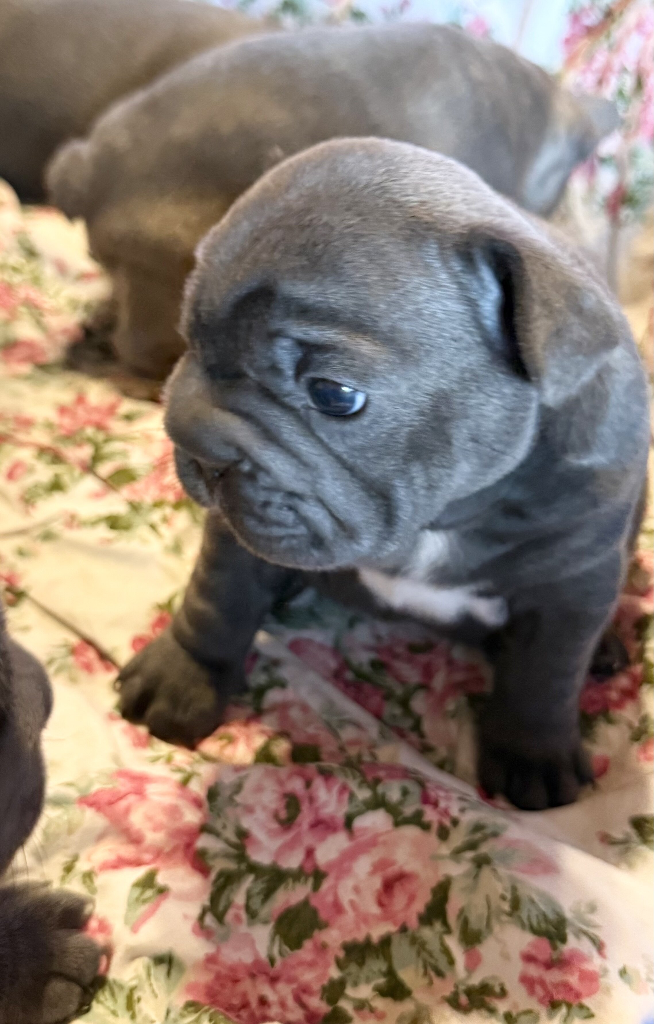 French Bulldog BigRope image 7