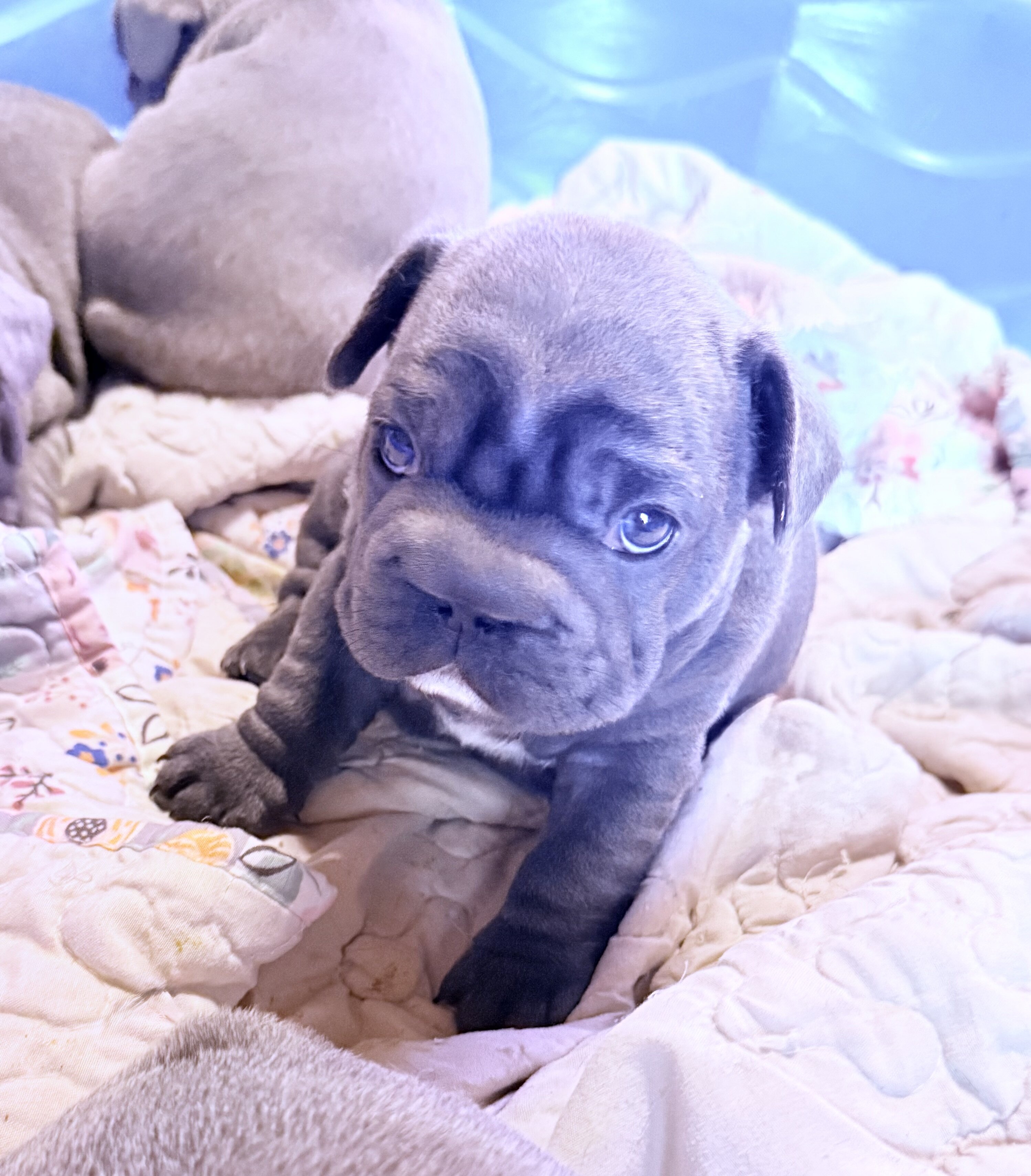 French Bulldog BigRope image 6