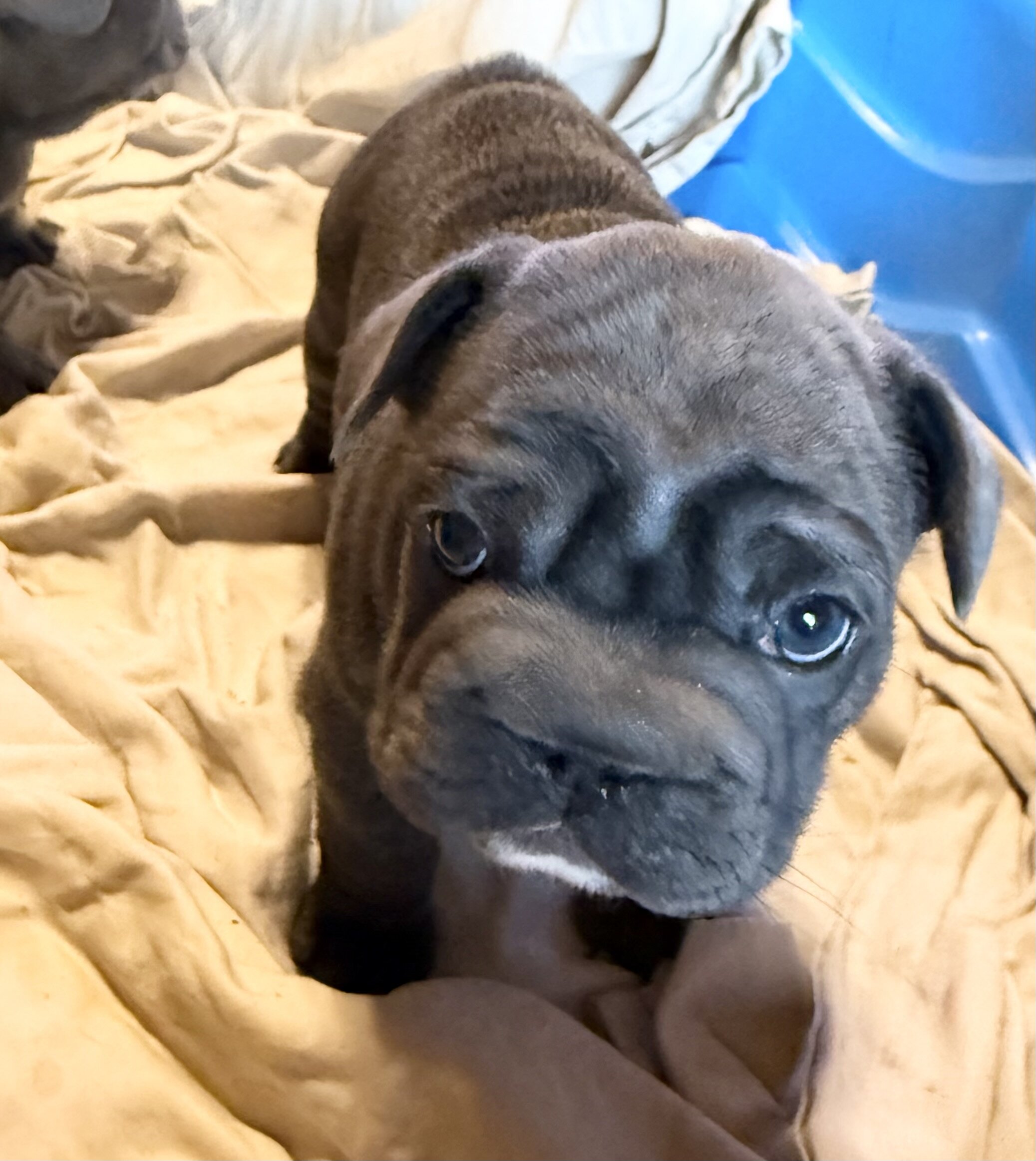 French Bulldog BigRope image 4