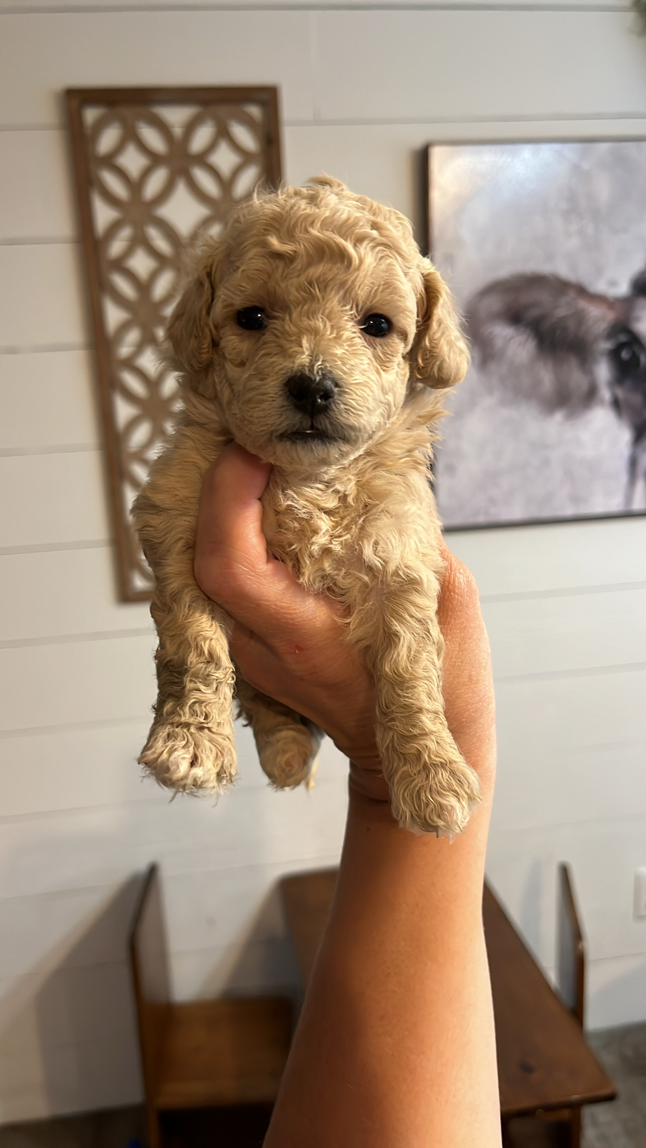 Maltipoo pups image 4