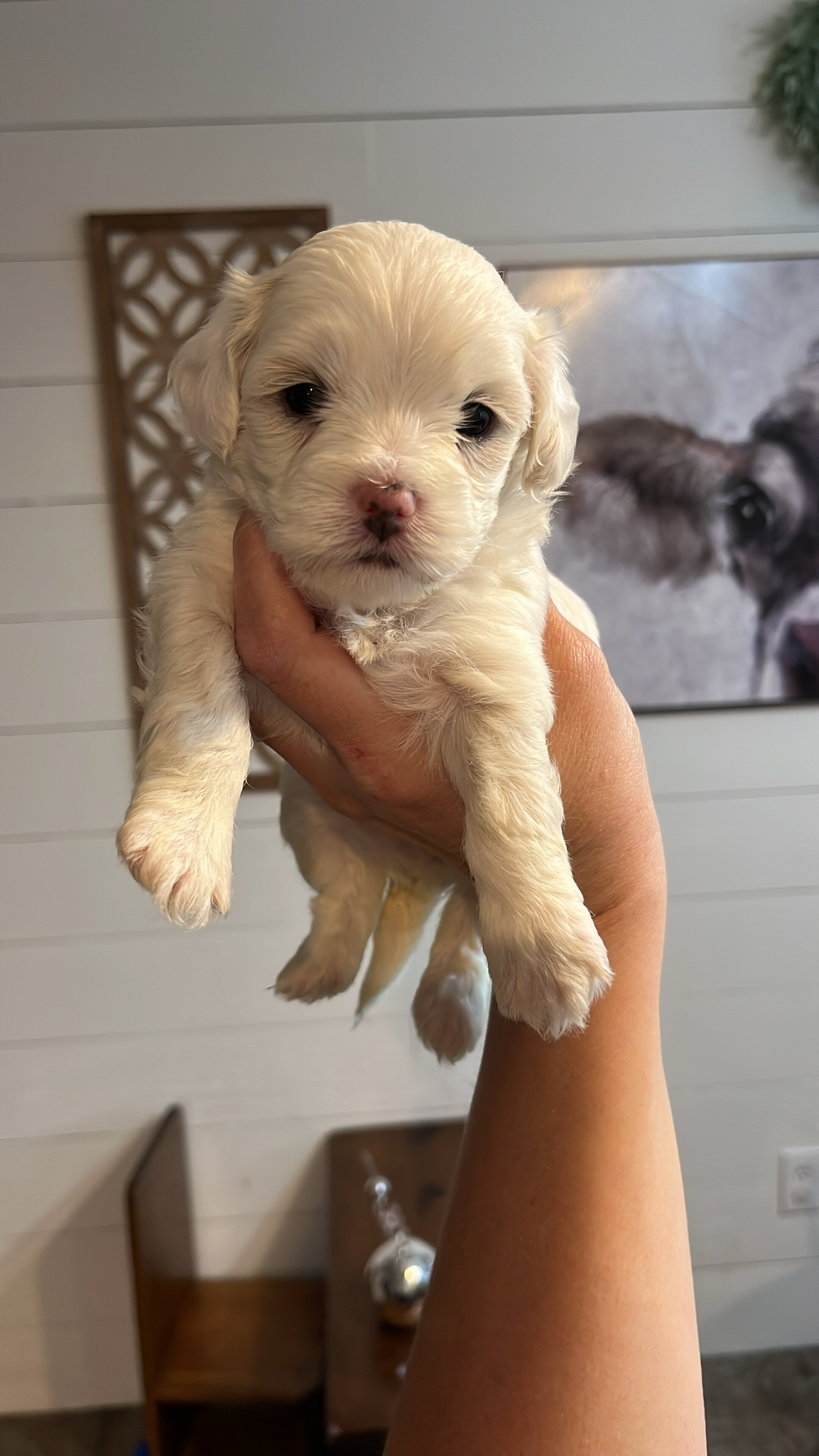 Maltipoo pups image 5