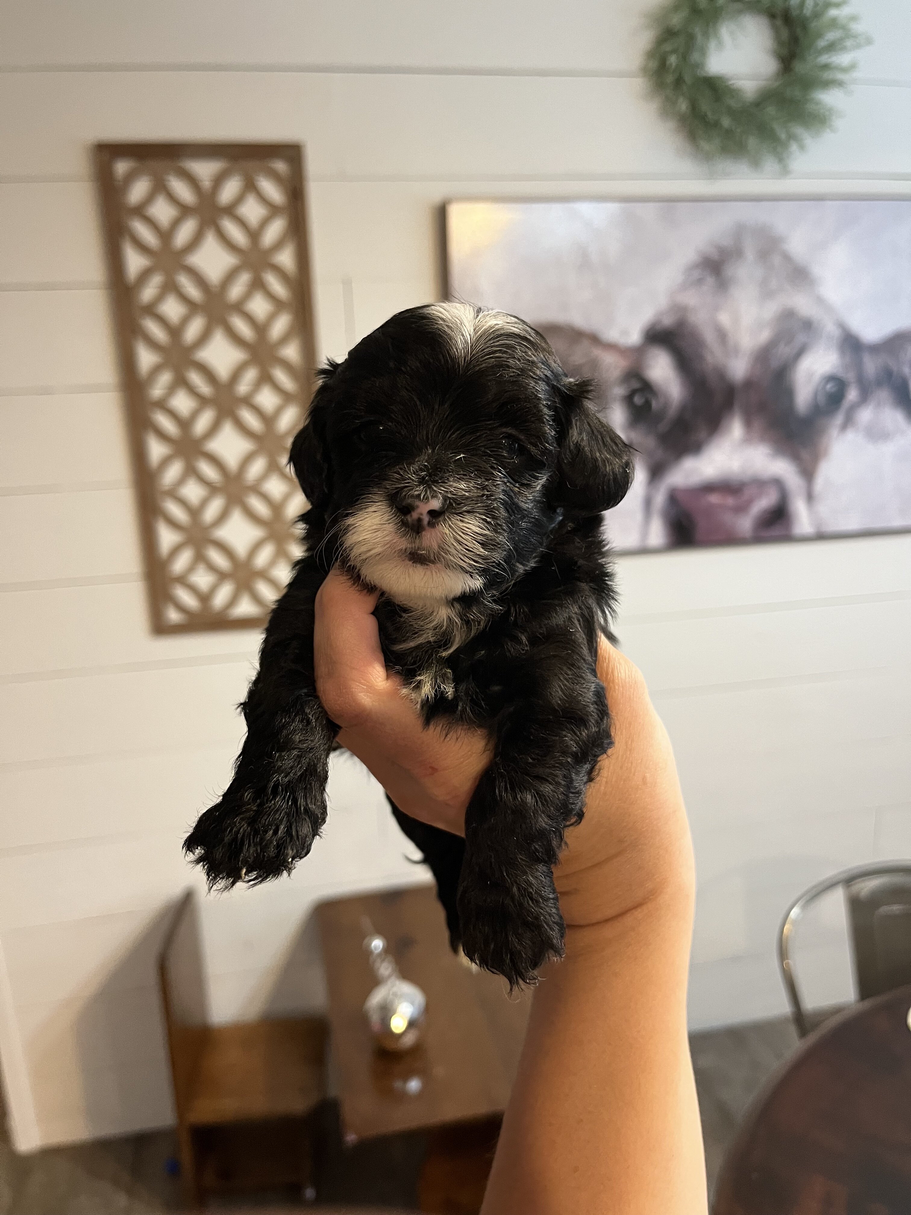 Maltipoo pups image 3