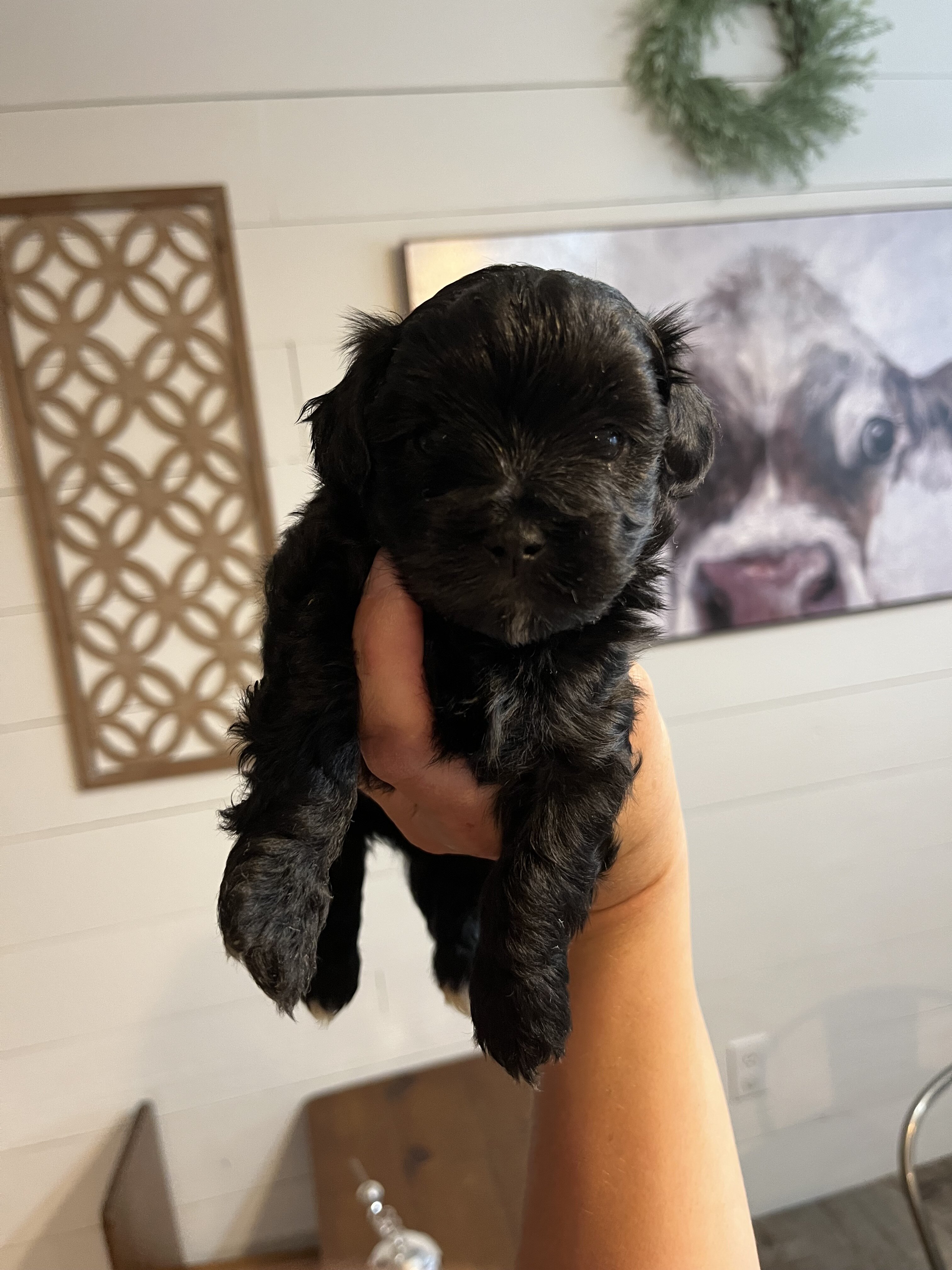 Maltipoo pups image 2