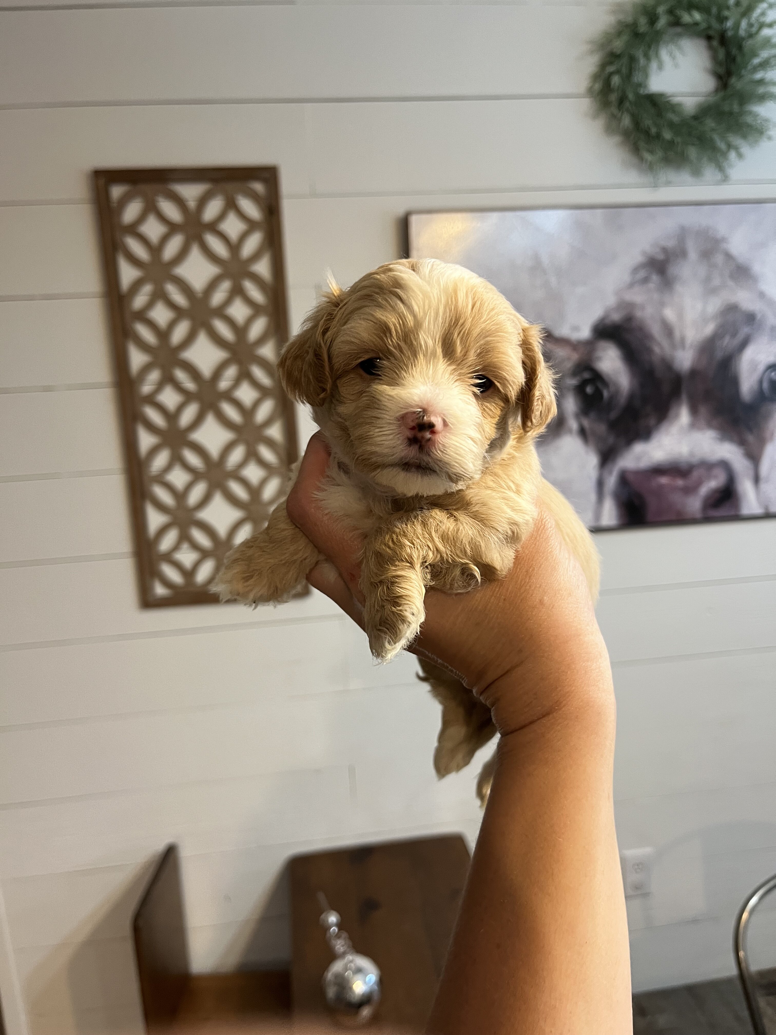 Maltipoo pups image 1