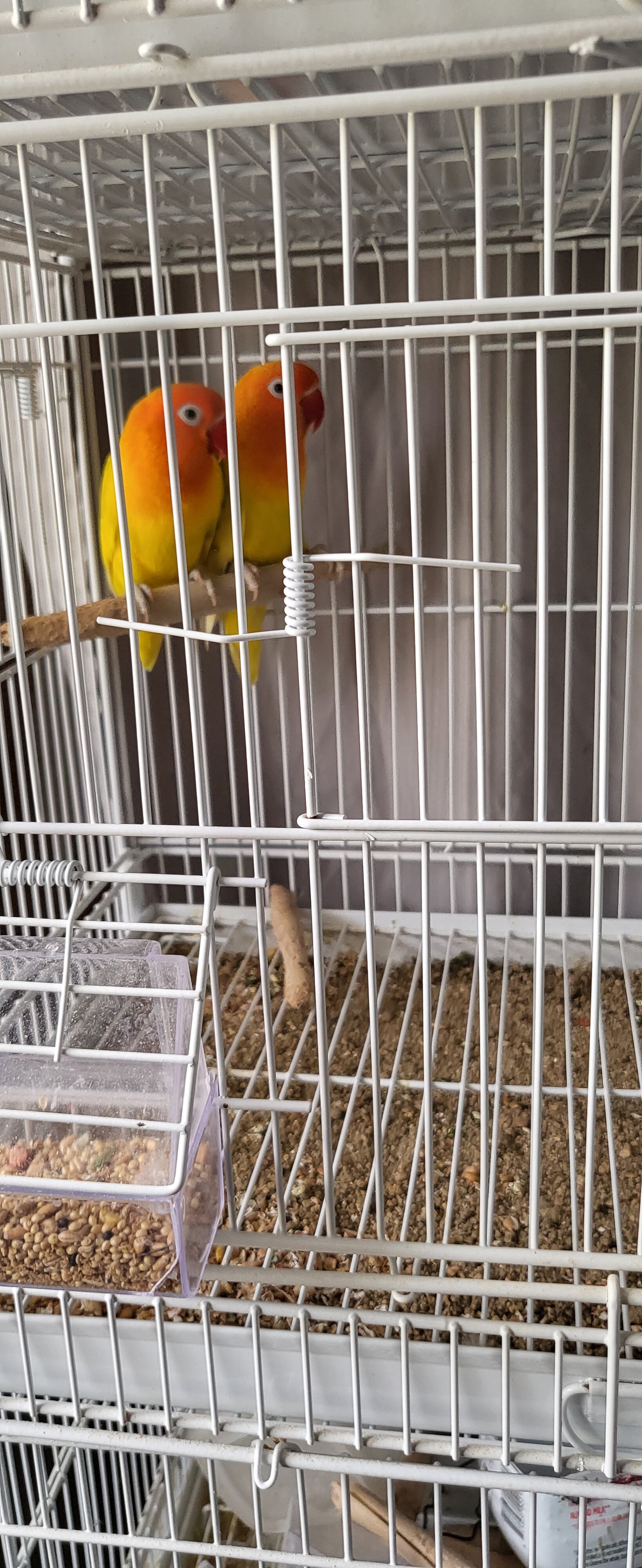 Lovebirds image 3