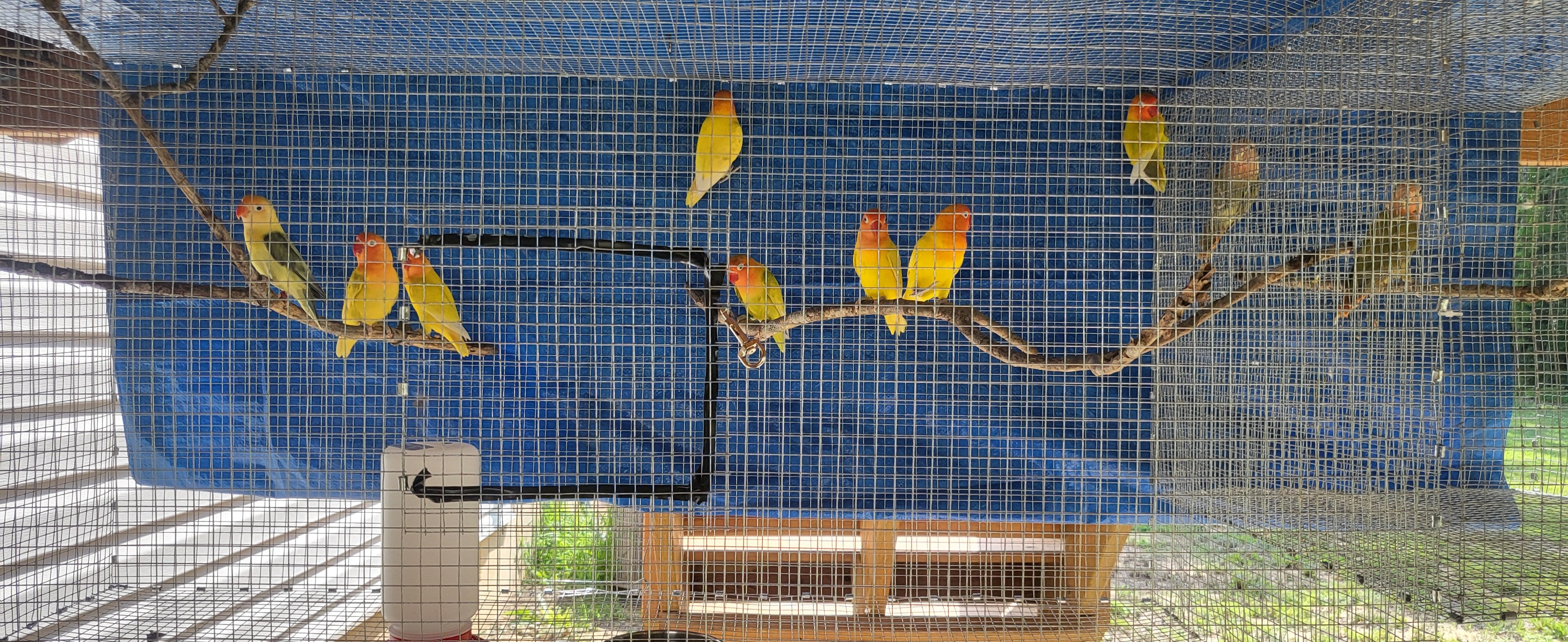 Lovebirds image 1
