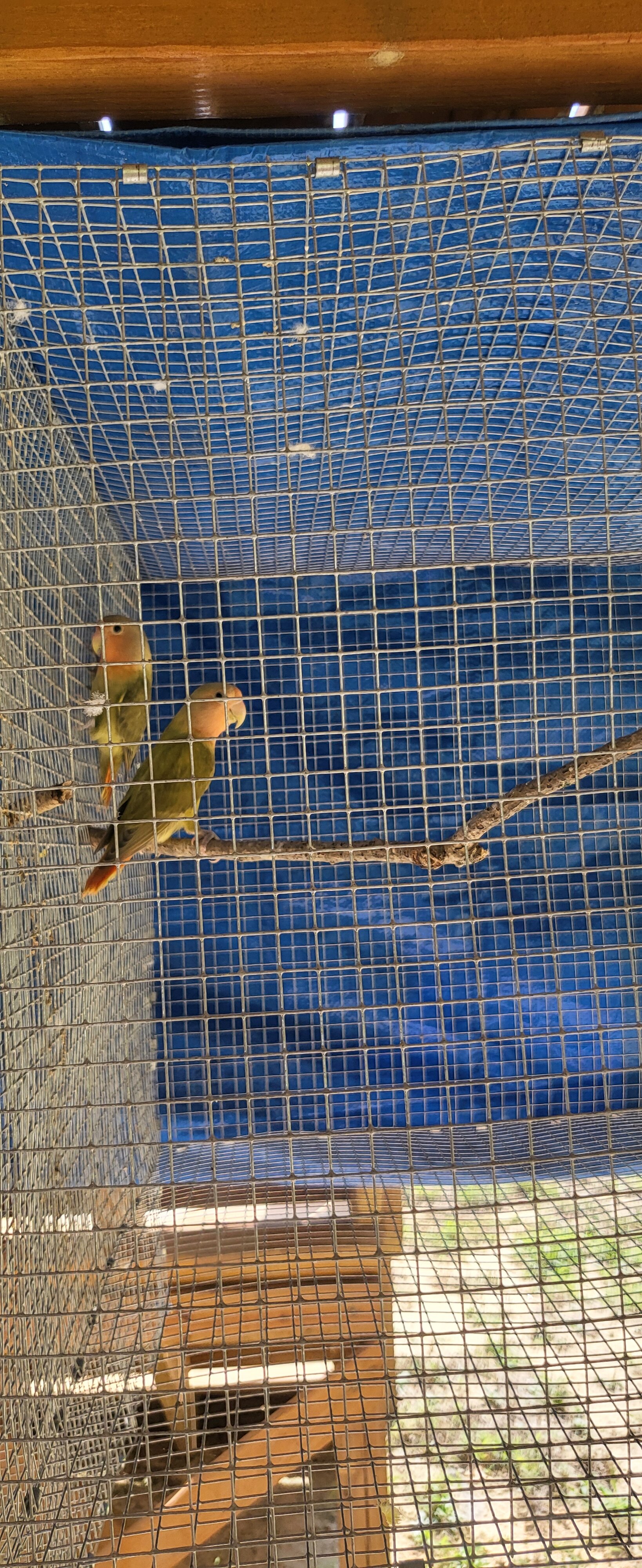 Lovebirds image 2