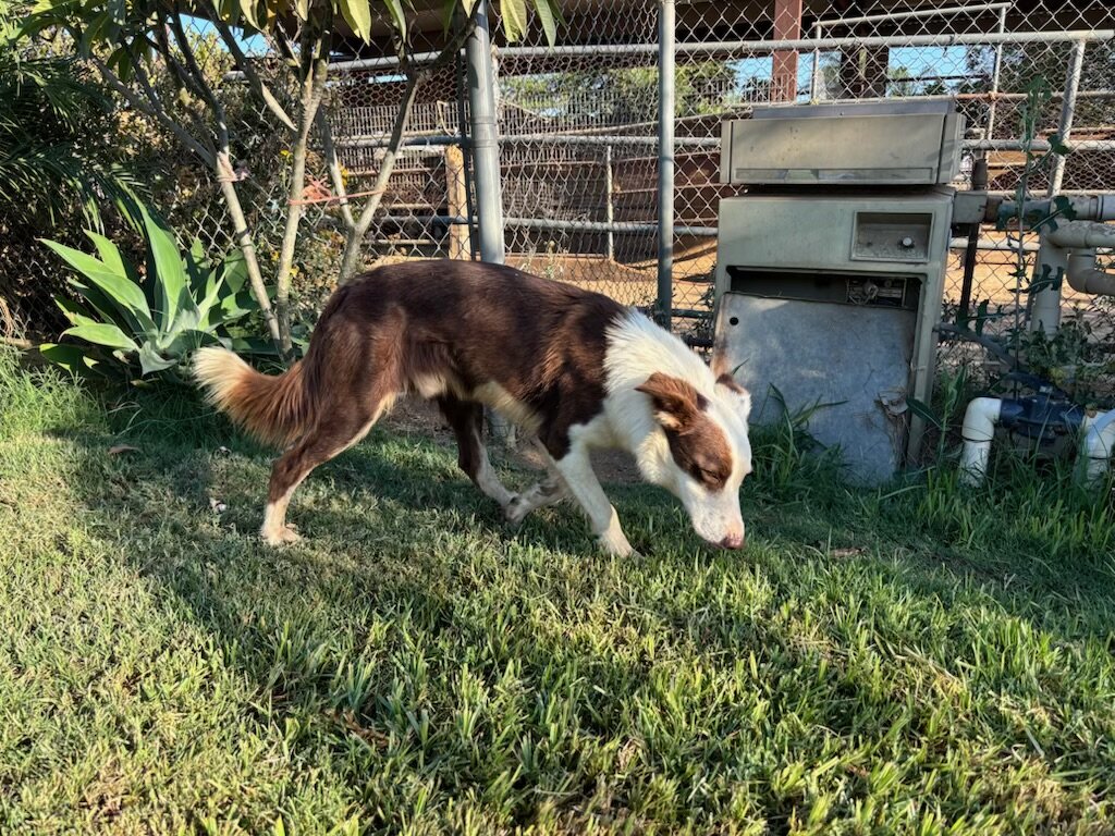 Dog image 2