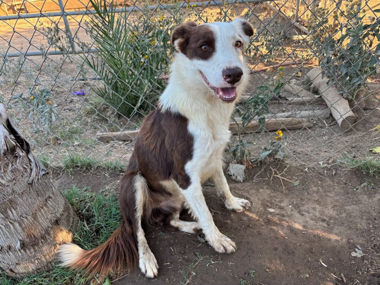 Dog image 1