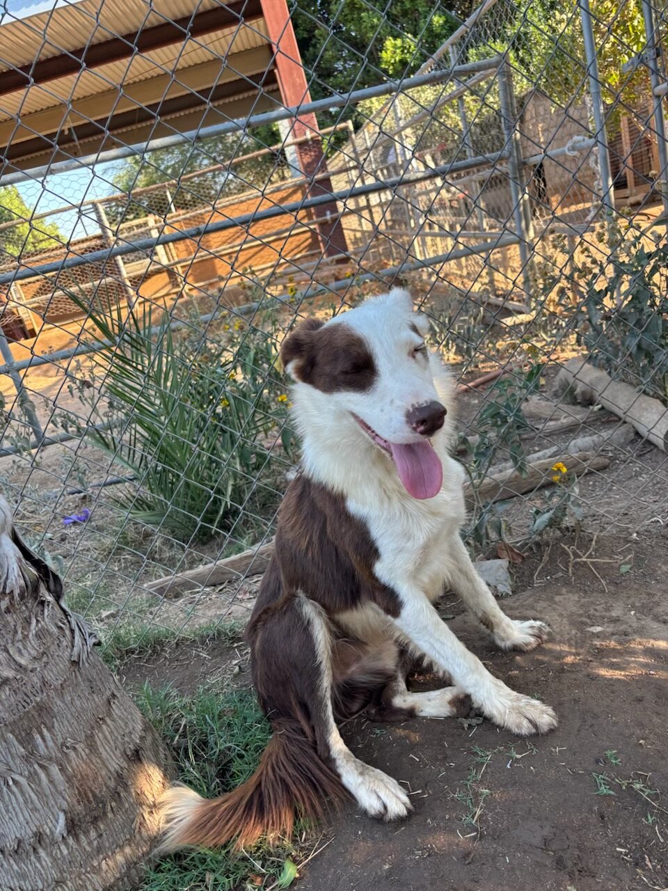 Dog image 3