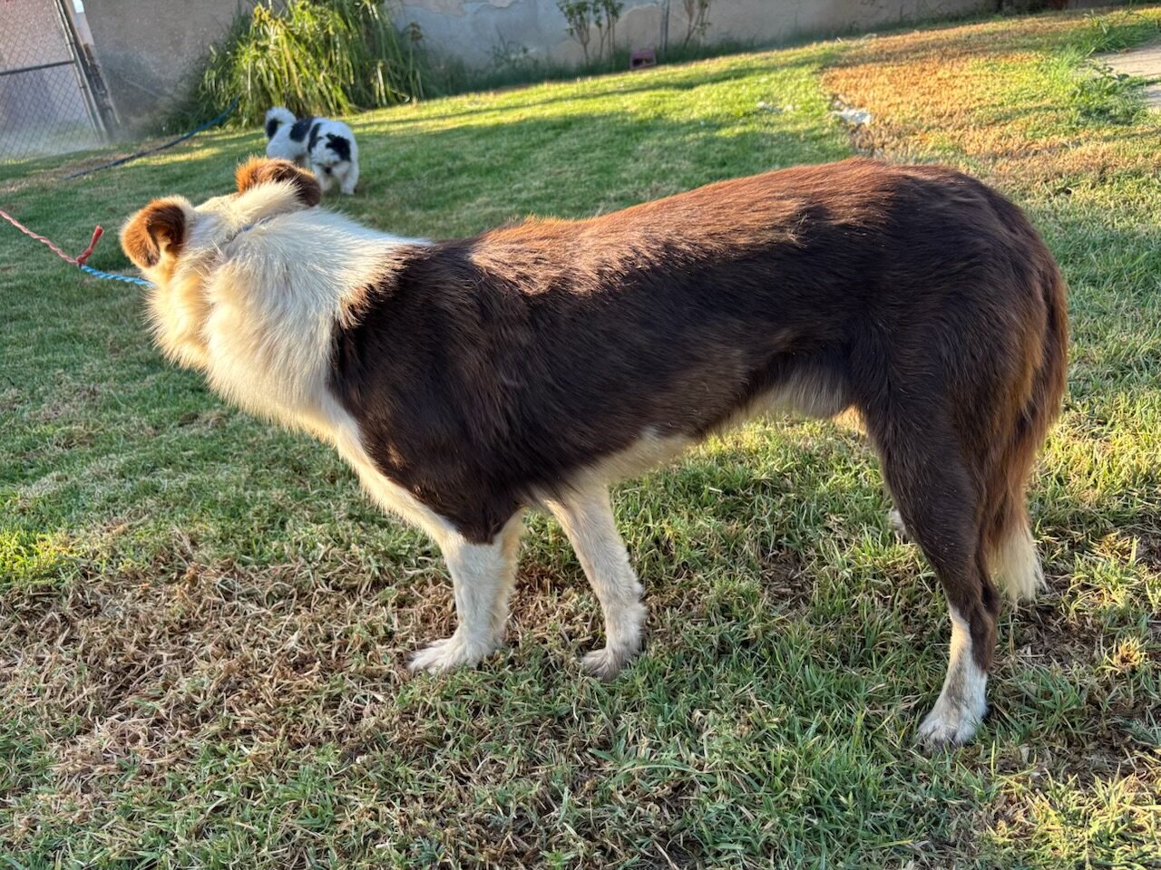 Dog image 4