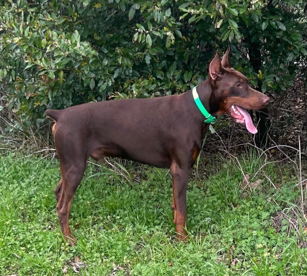 Doberman puppies image 3