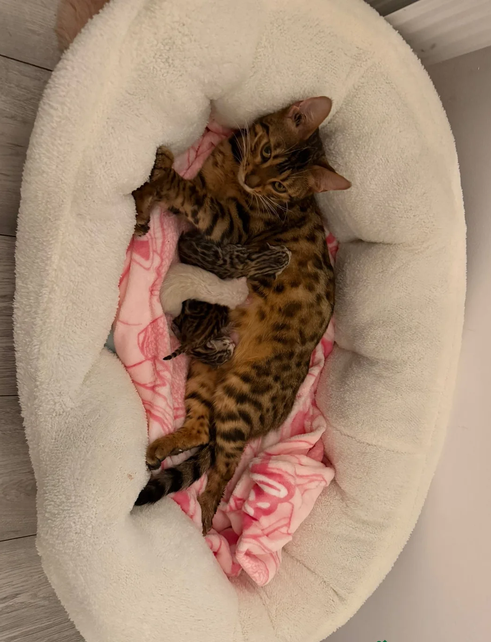 ✨ Exceptional Pure TICA Reg Bengal Kittens ✨ image 1