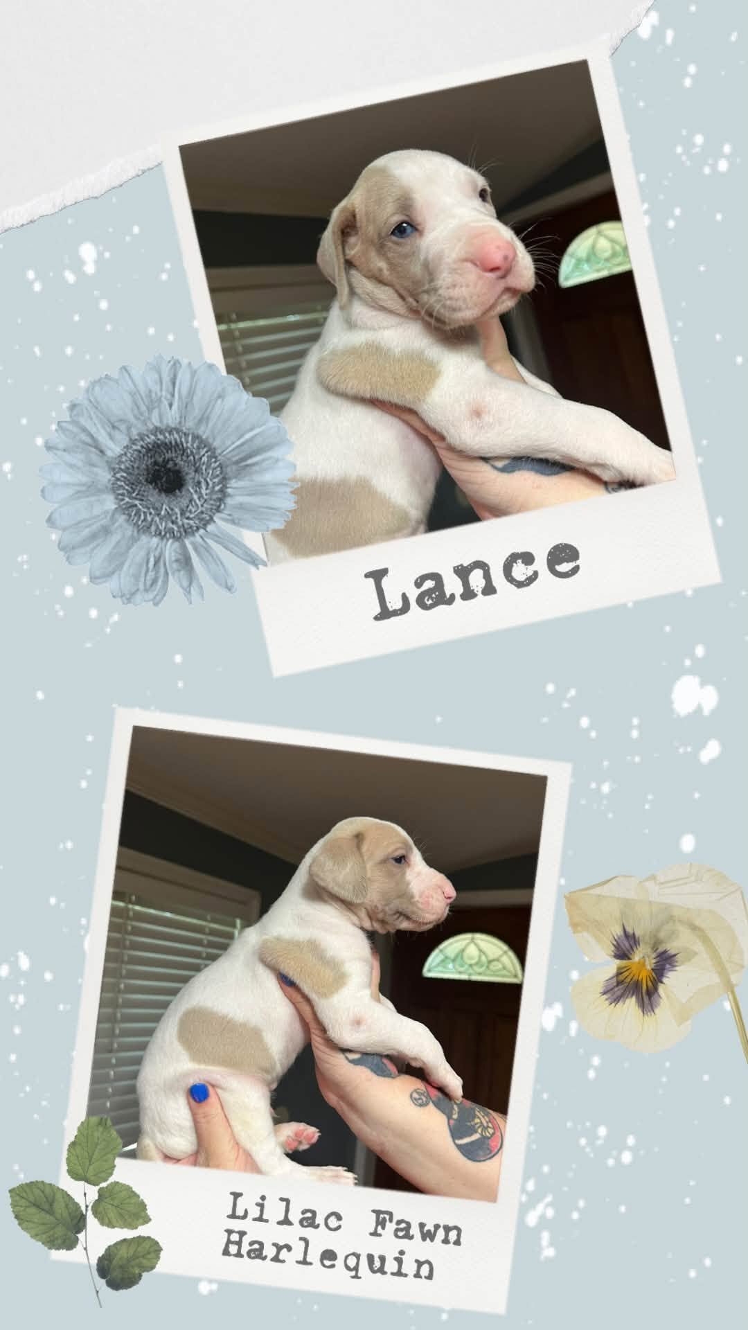 Great Dane Puppies image 3