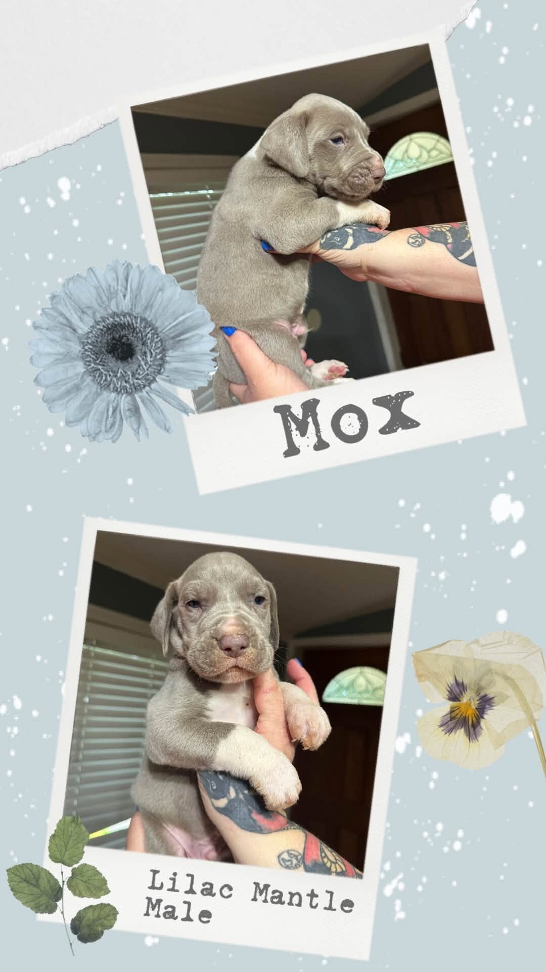 Great Dane Puppies image 4