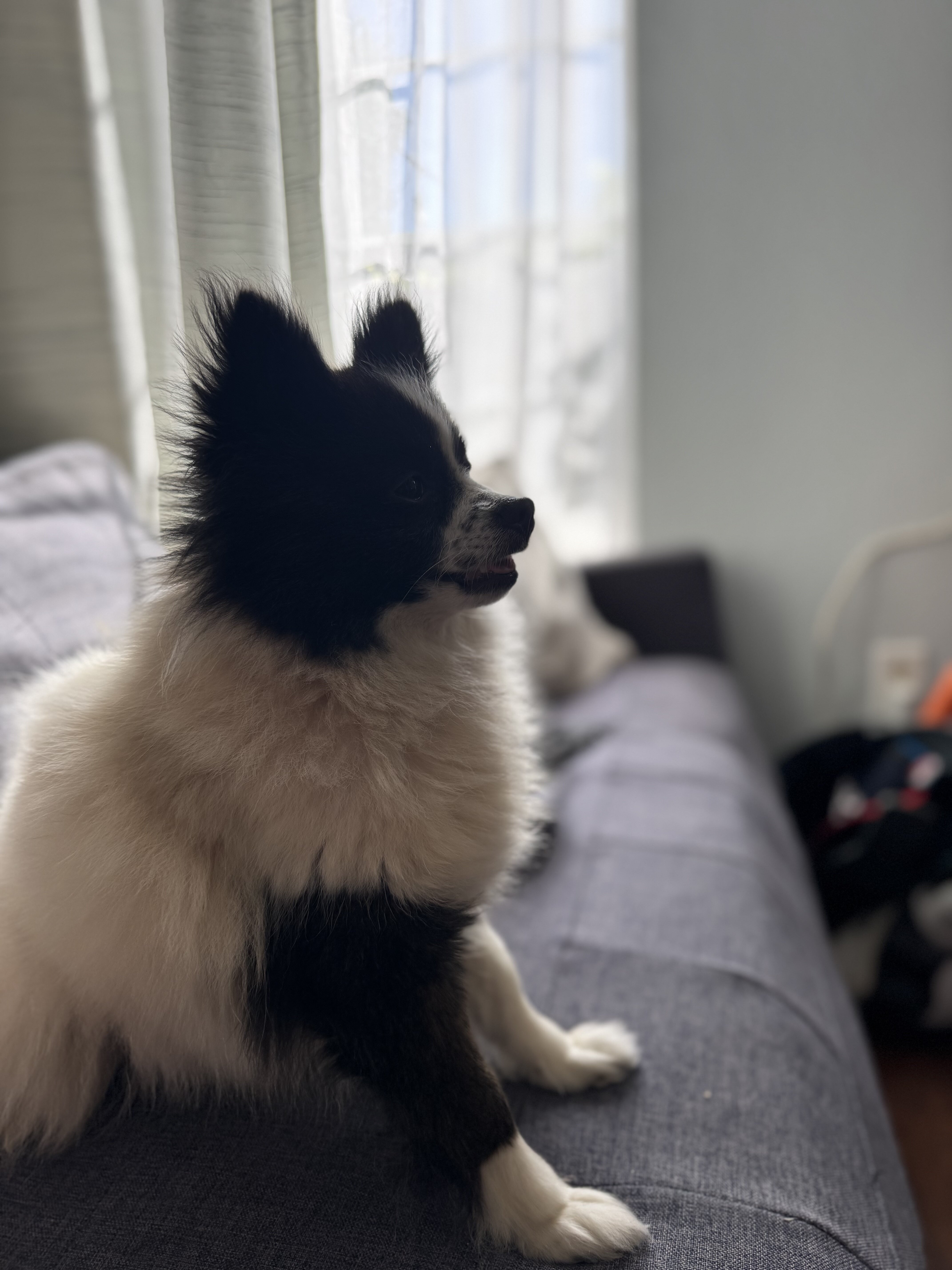Female Pomeranian image 4