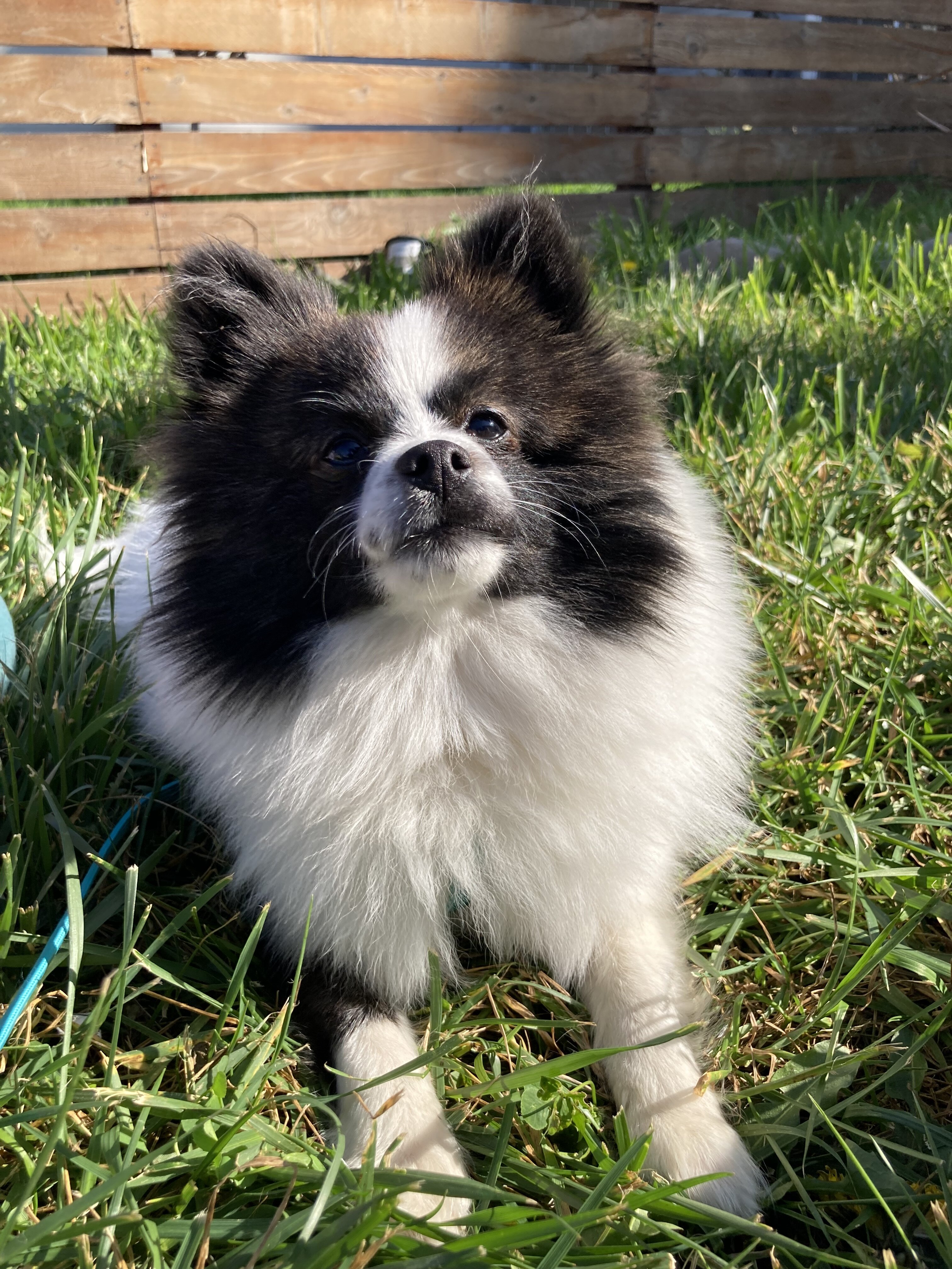Female Pomeranian image 3