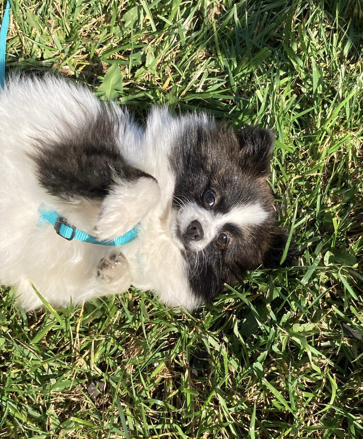 Female Pomeranian image 2