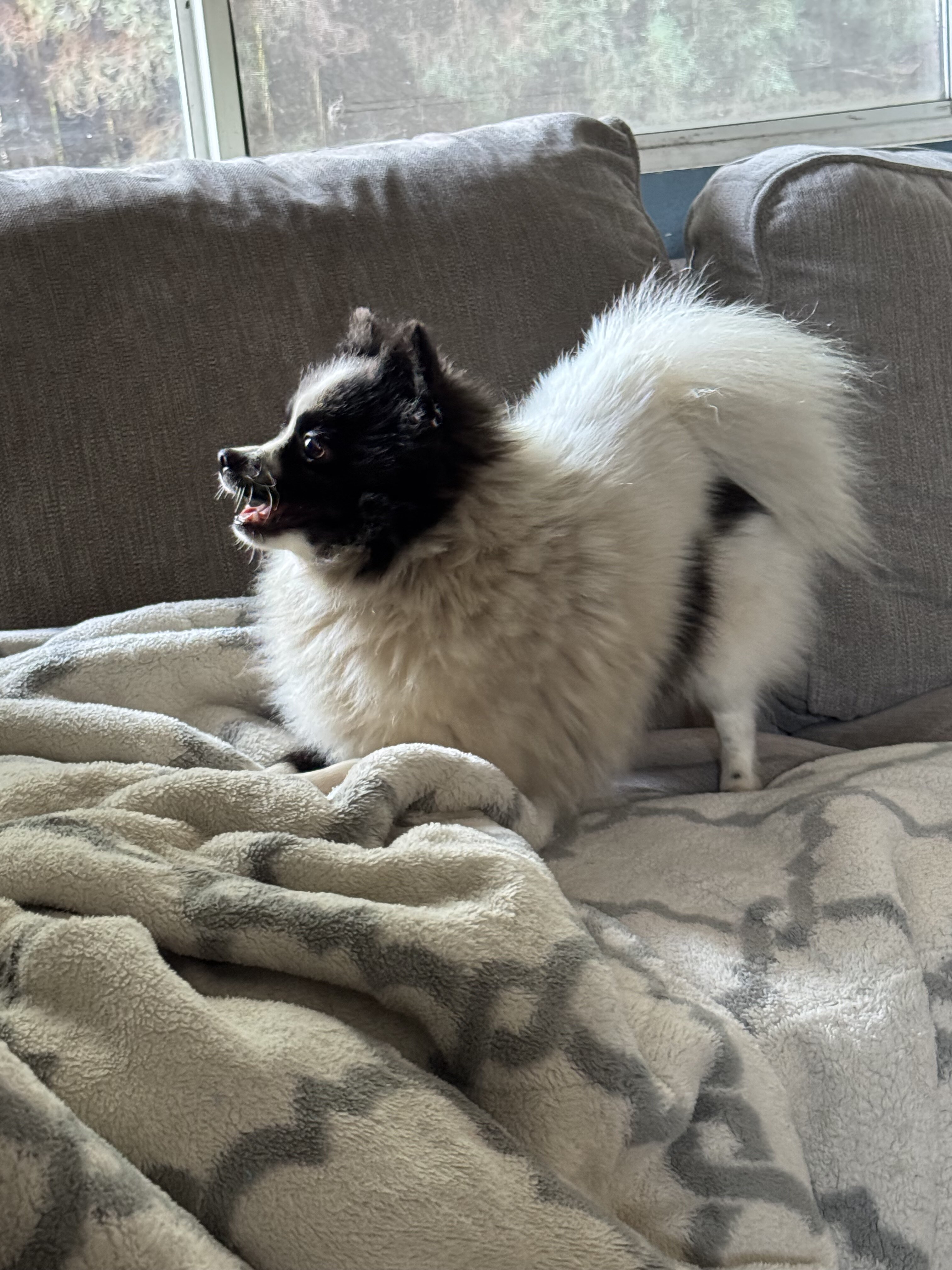 Female Pomeranian image 1